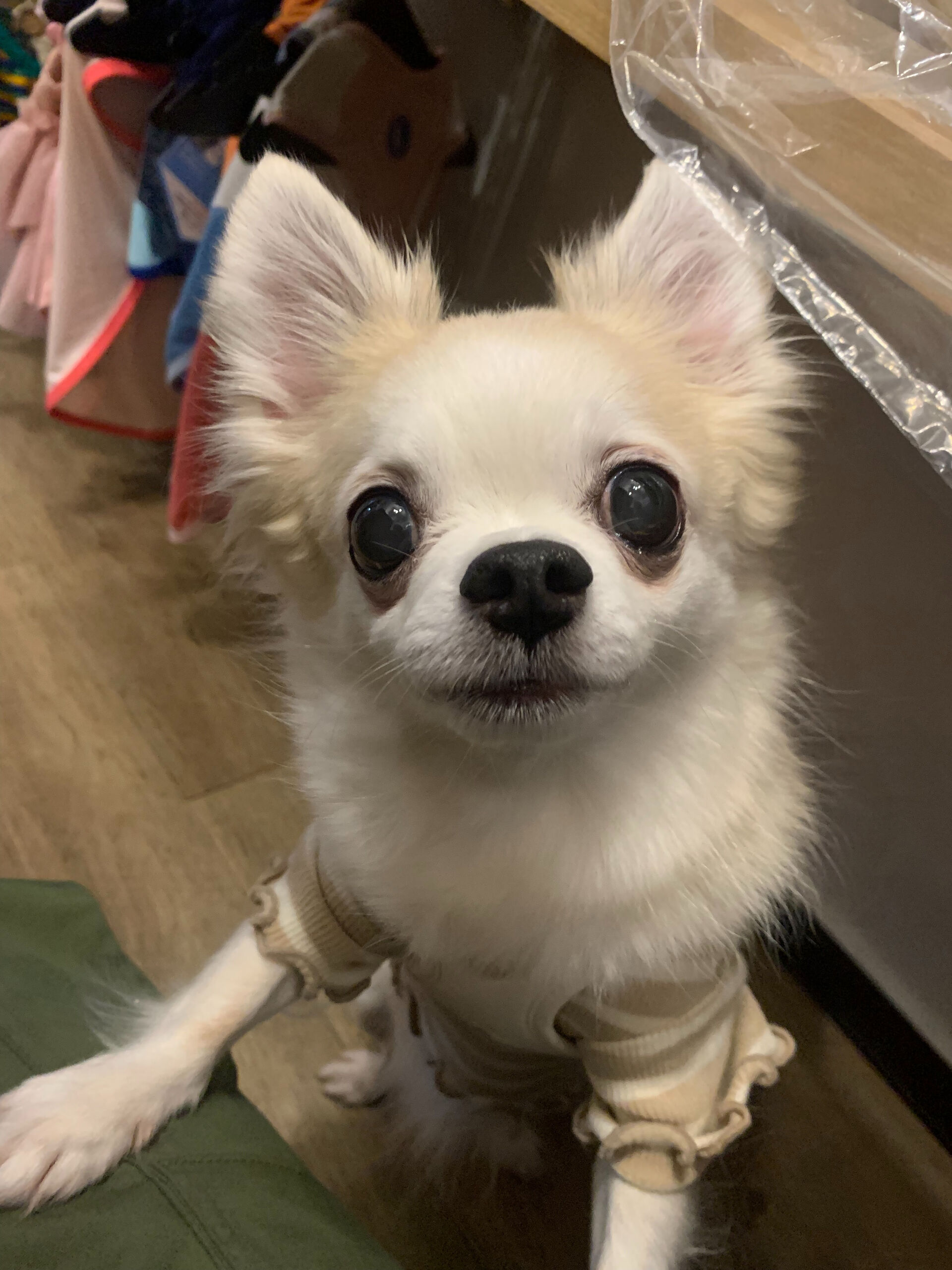 ここちゃんご来店ありがとうございます😊