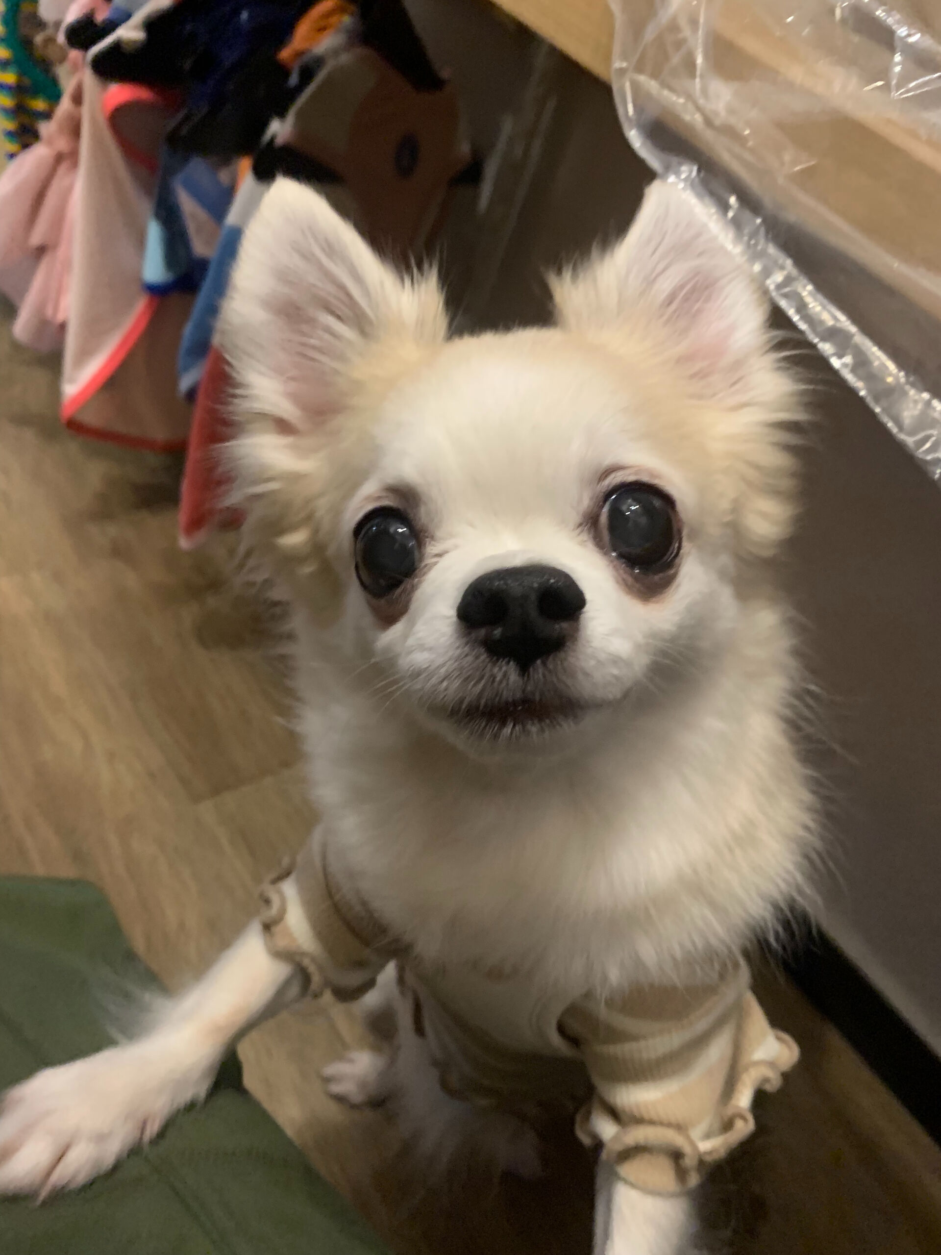ここちゃんご来店ありがとうございます😊