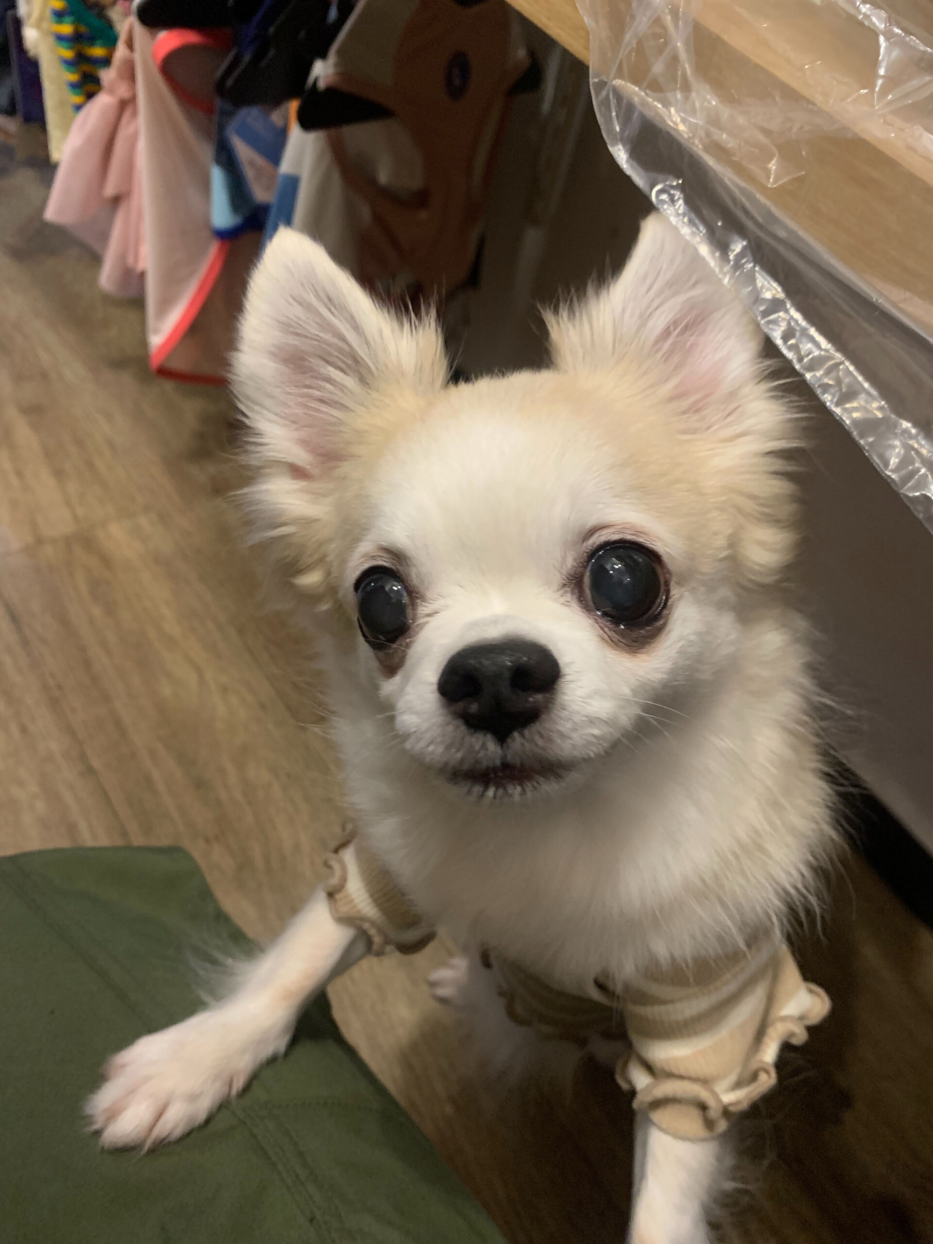 ここちゃんご来店ありがとうございます😊