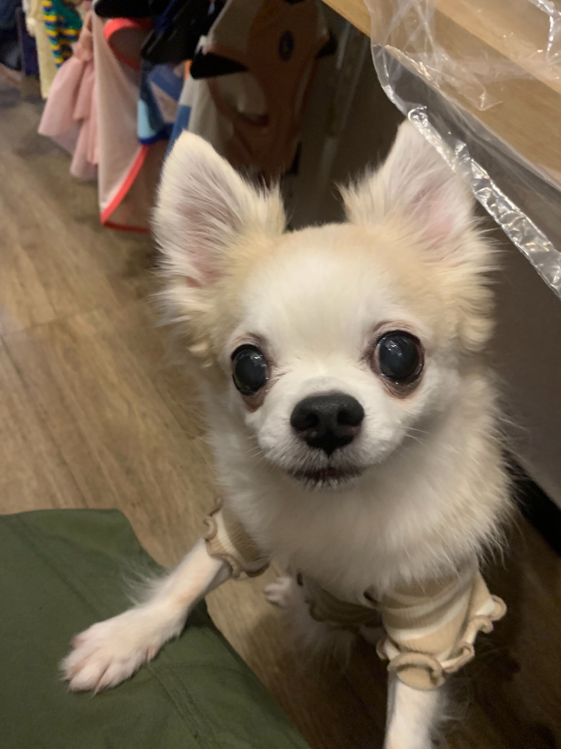 ここちゃんご来店ありがとうございます😊