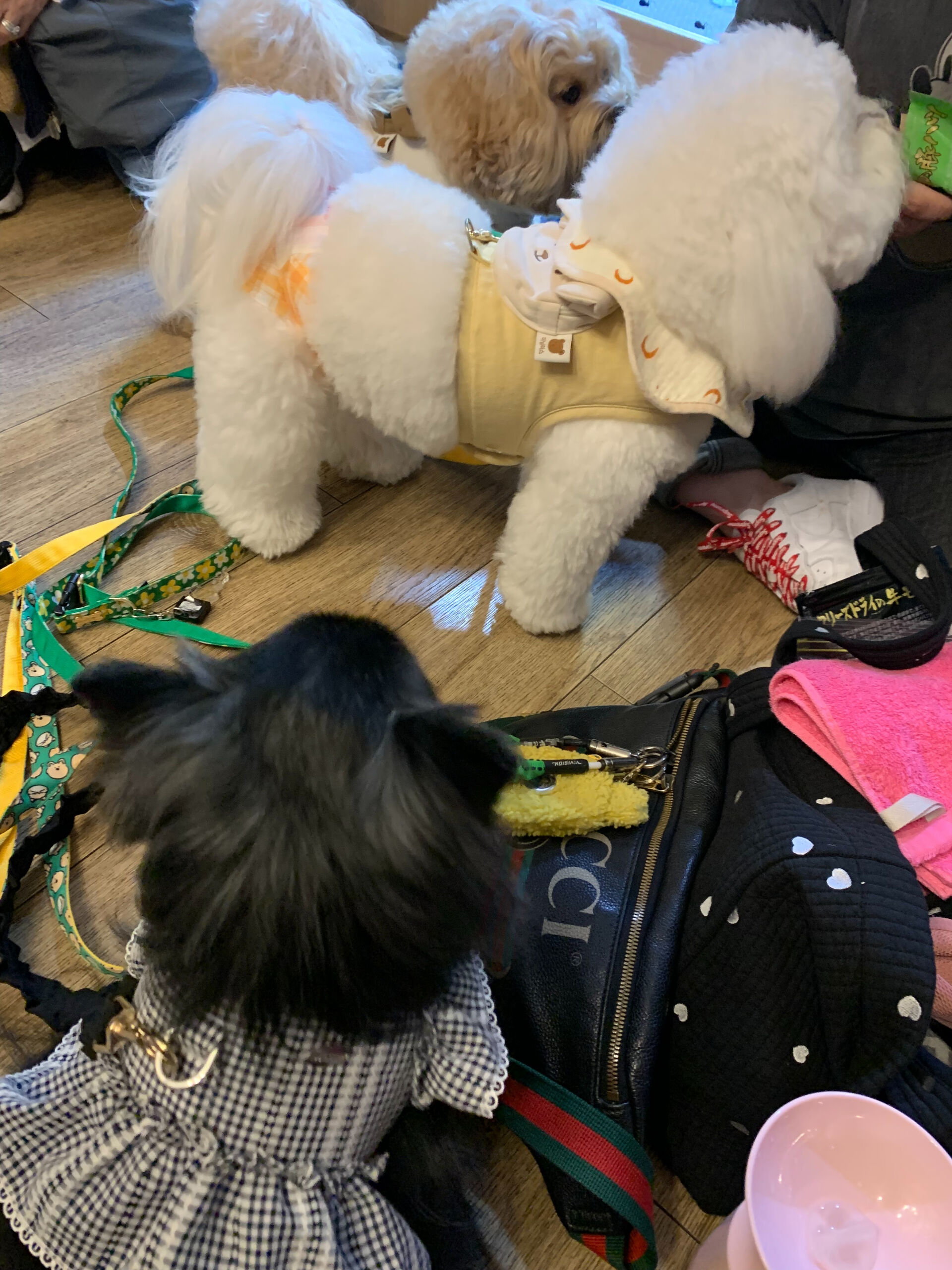 ラナちゃん、笑丸くん、笑心ちゃんご来店ありがとうございます😊