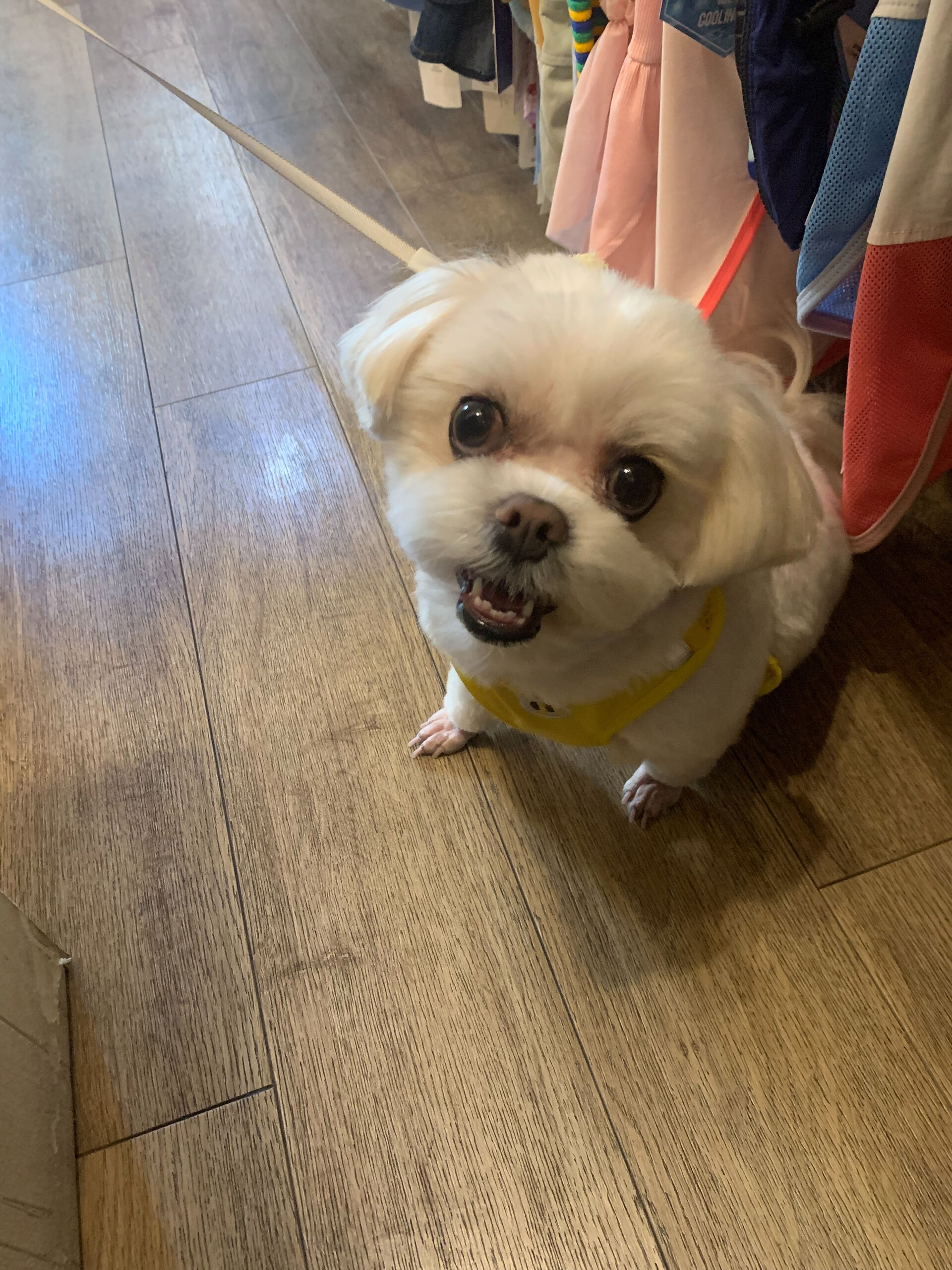 わたげちゃん、