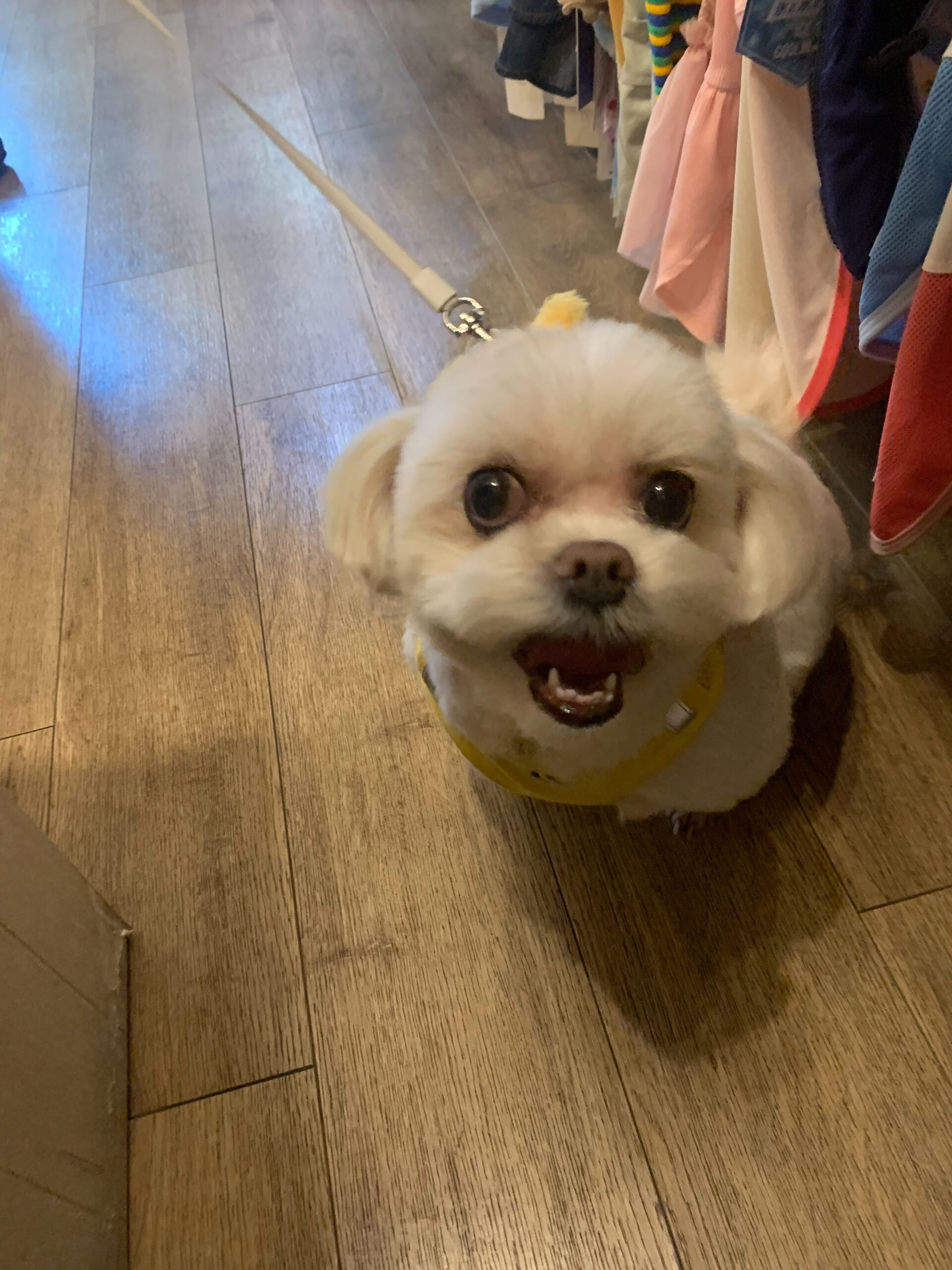 わたげちゃん、
