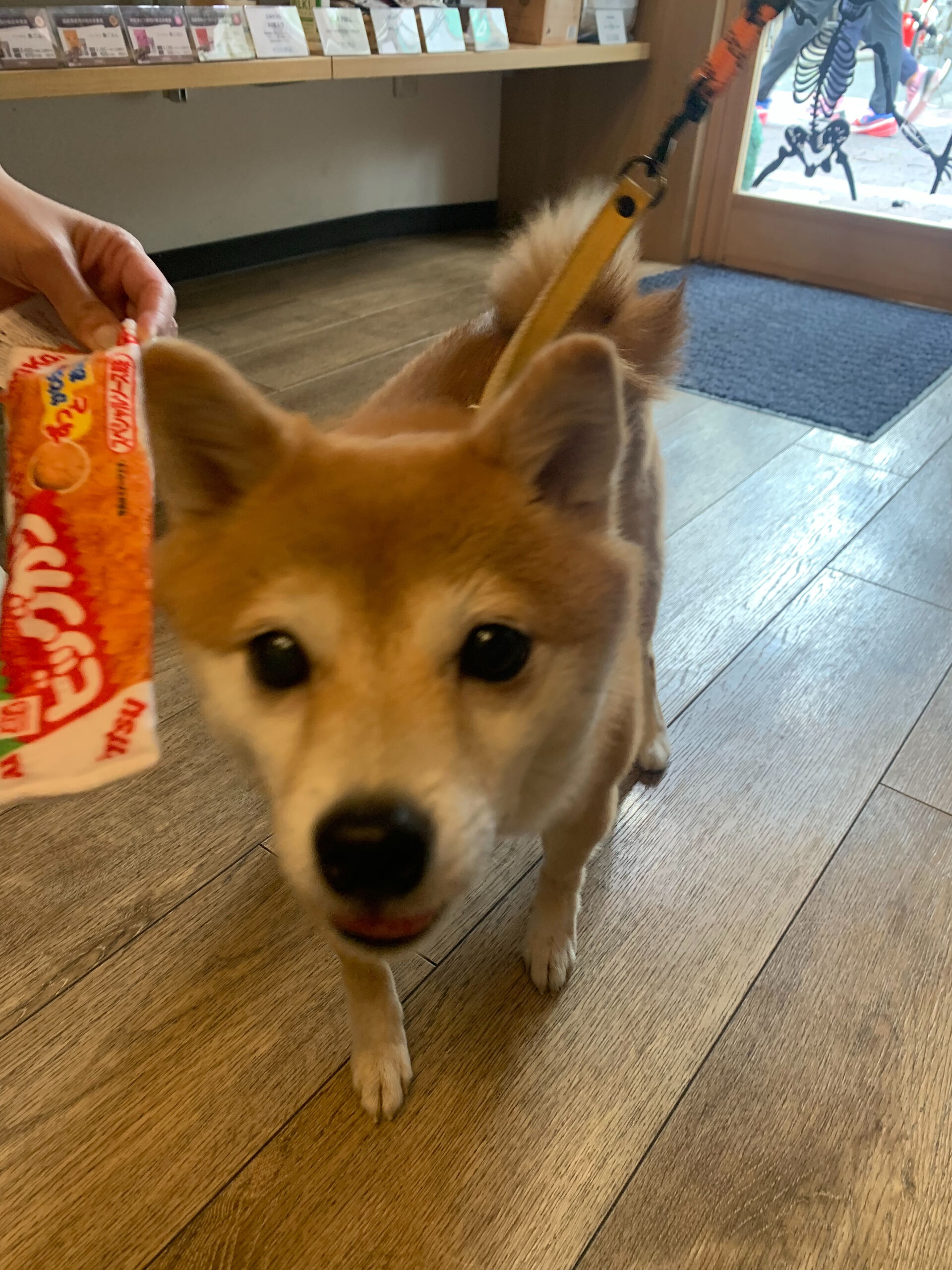 ウニちゃん初めまして✨