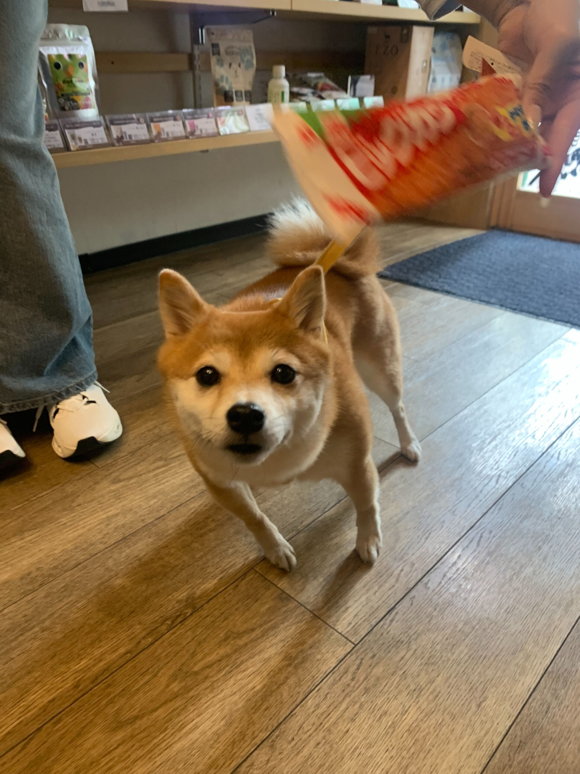 ウニちゃん初めまして✨