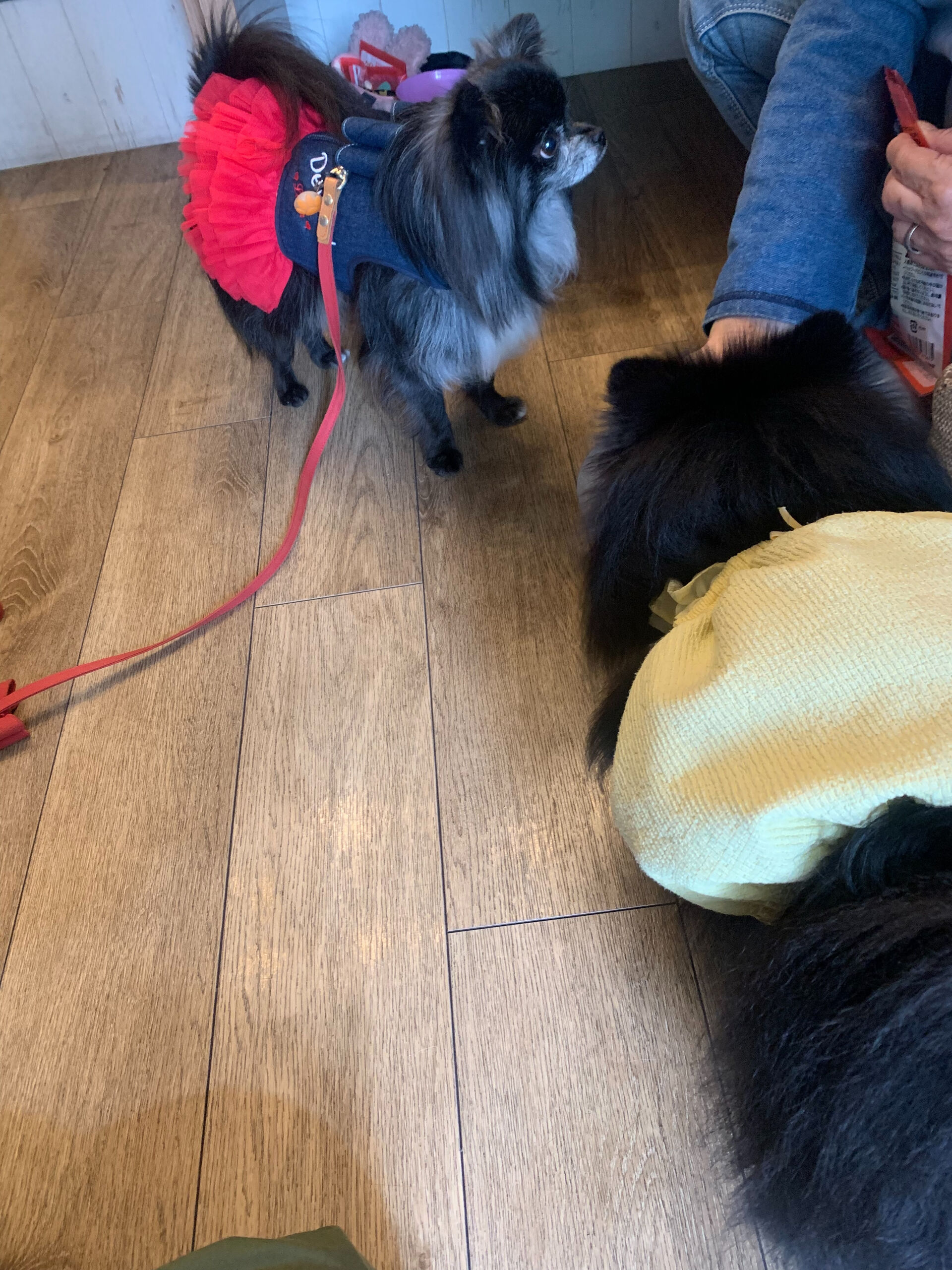 ラナちゃんご来店ありがとうございます😊