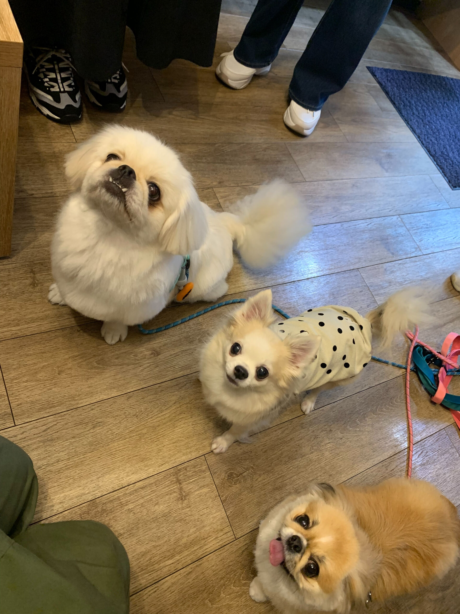 ここちゃん、ハルくん、ナツくんご来店ありがとうございます😊