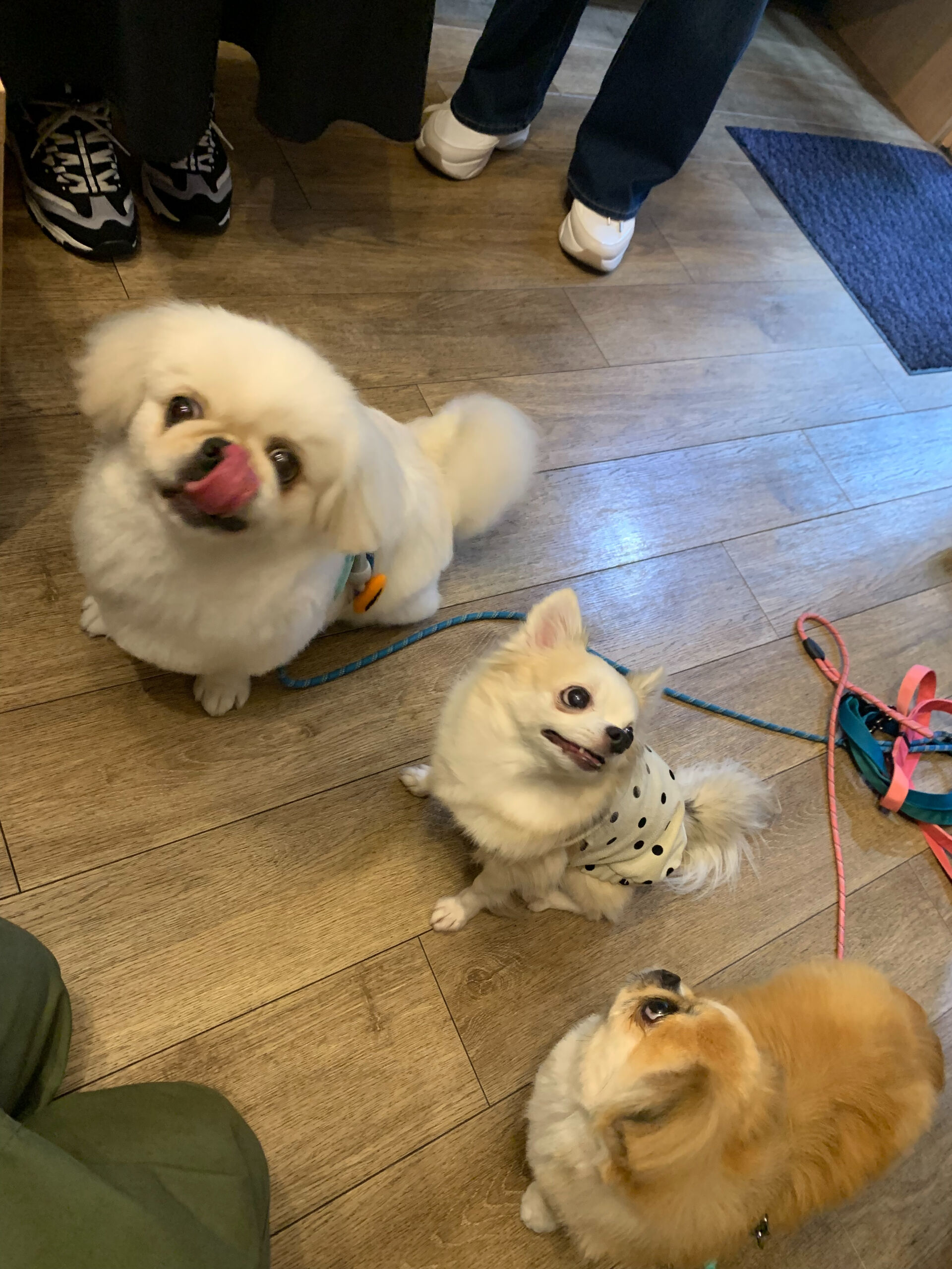 ここちゃん、ハルくん、ナツくんご来店ありがとうございます😊