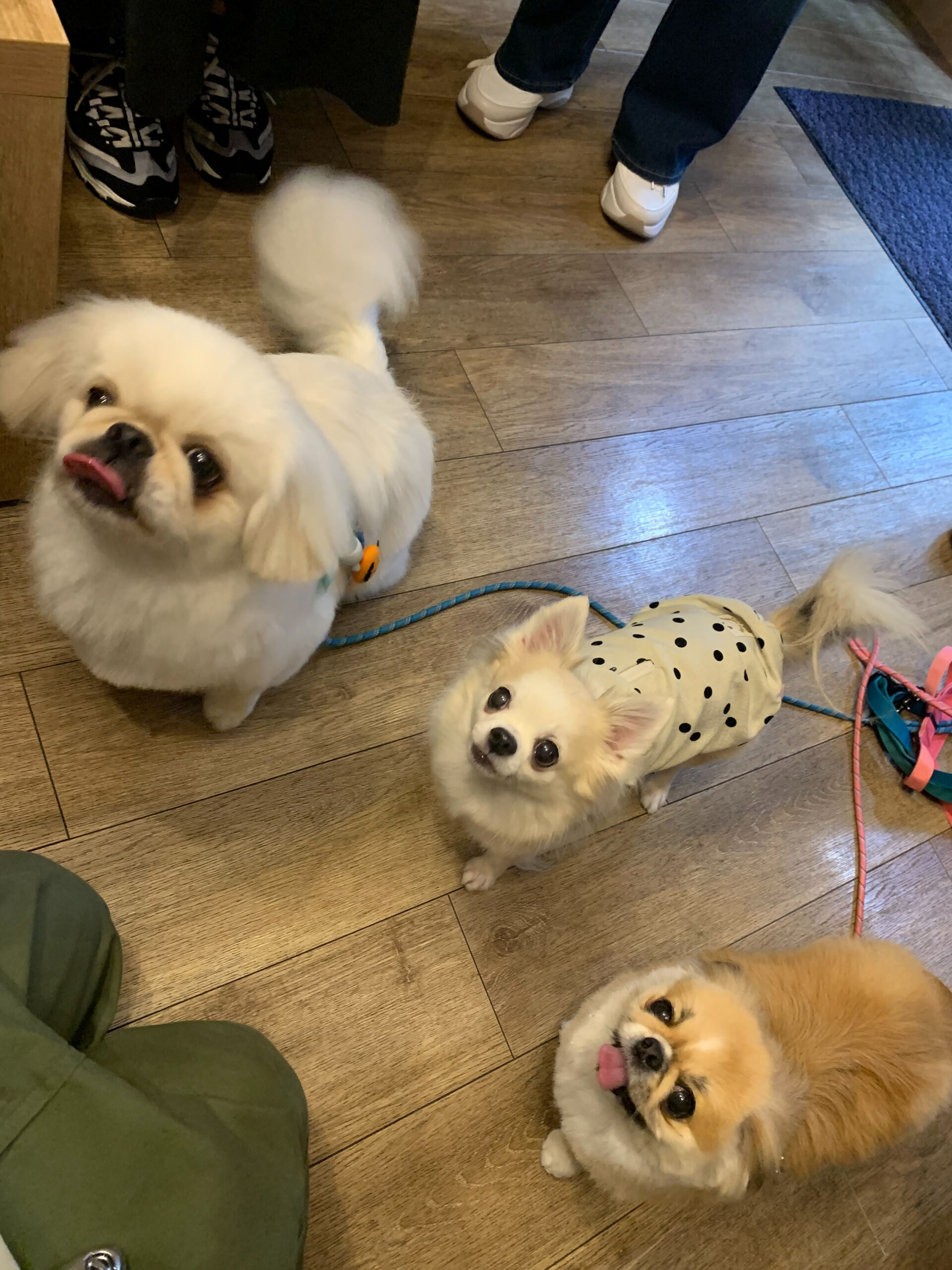 ここちゃん、ハルくん、ナツくんご来店ありがとうございます😊