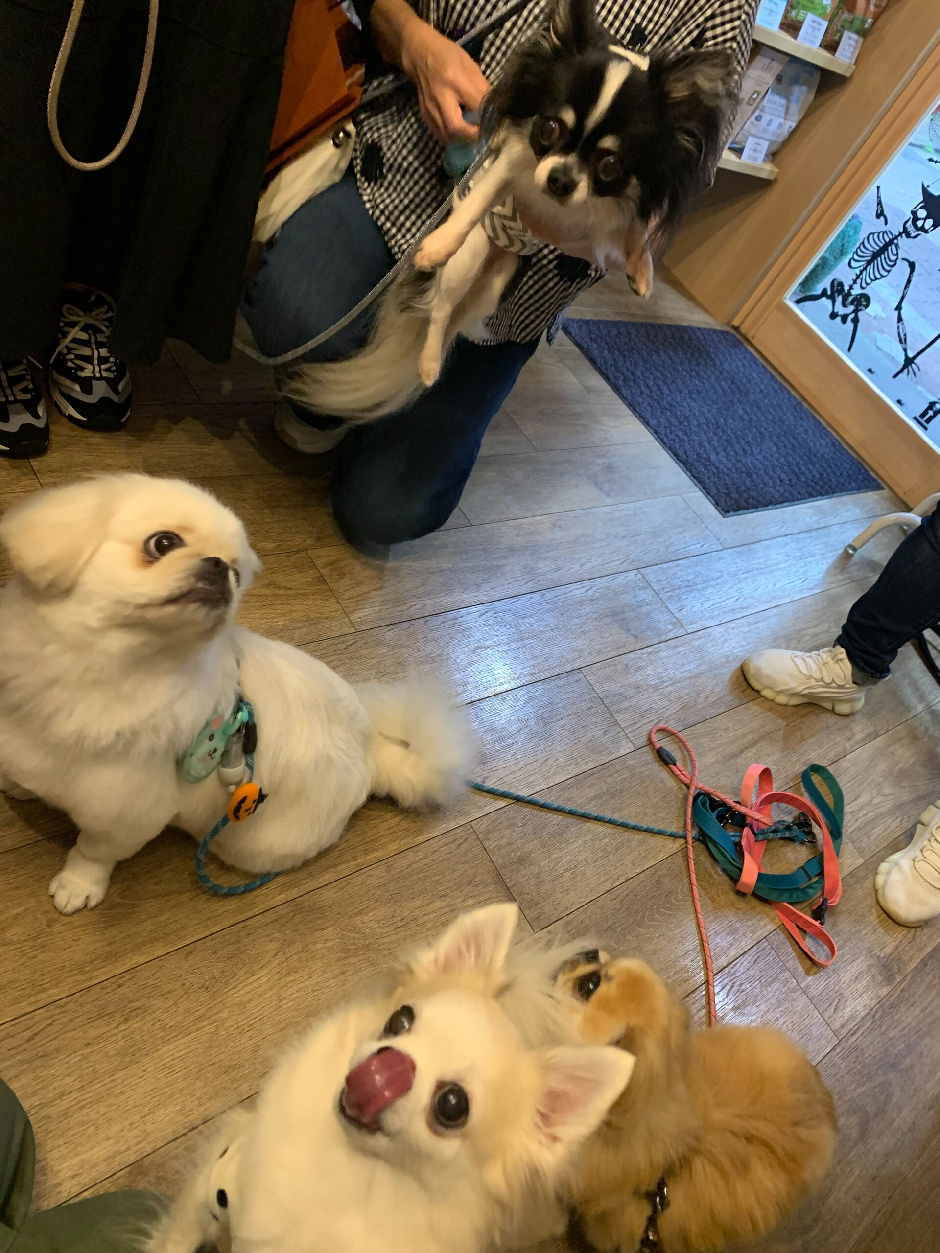りくくんご来店ありがとうございます😊