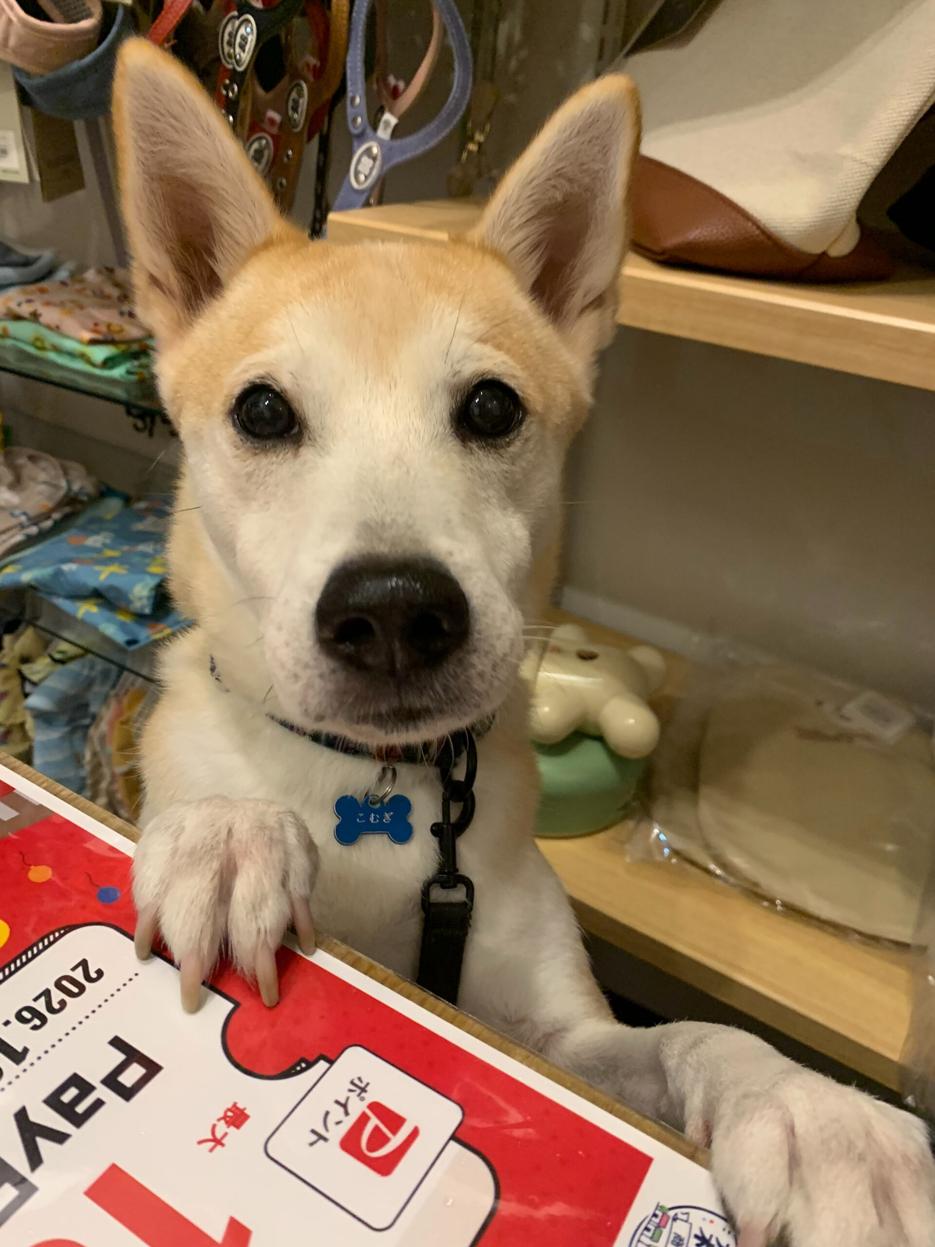 こむぎくんご来店ありがとうございます😊
