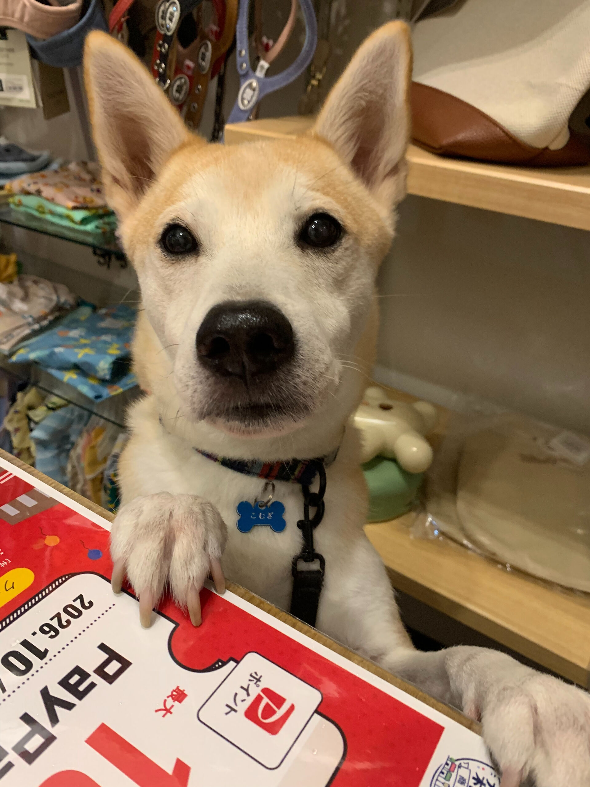 こむぎくんご来店ありがとうございます😊