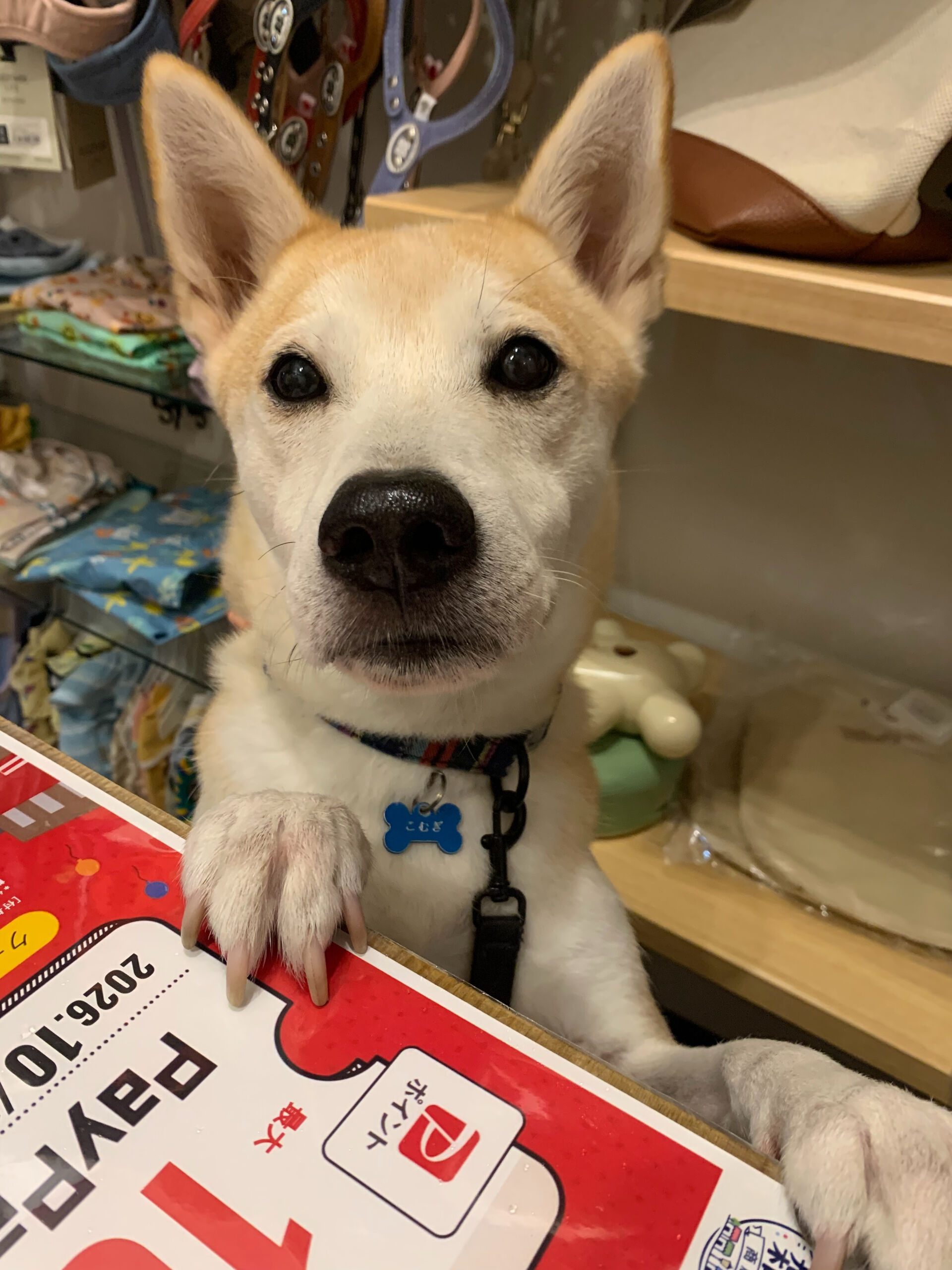 こむぎくんご来店ありがとうございます😊