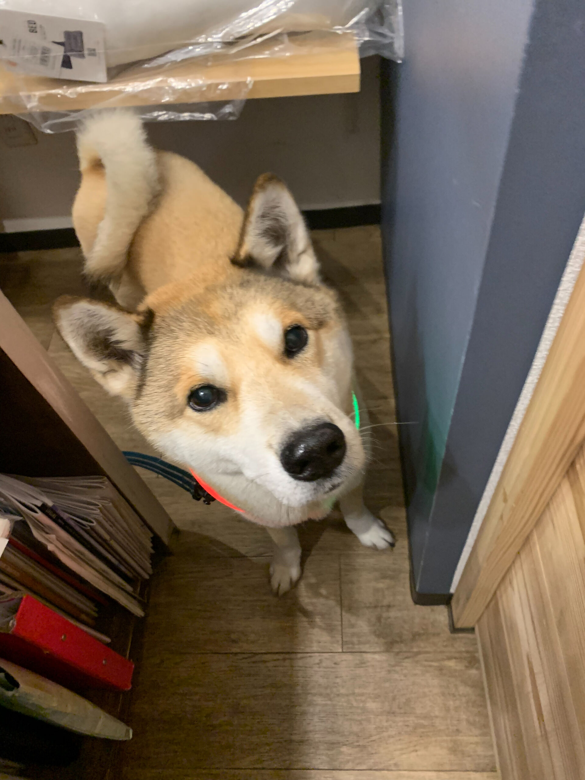 本日の大トリはふくくんでしたー✨