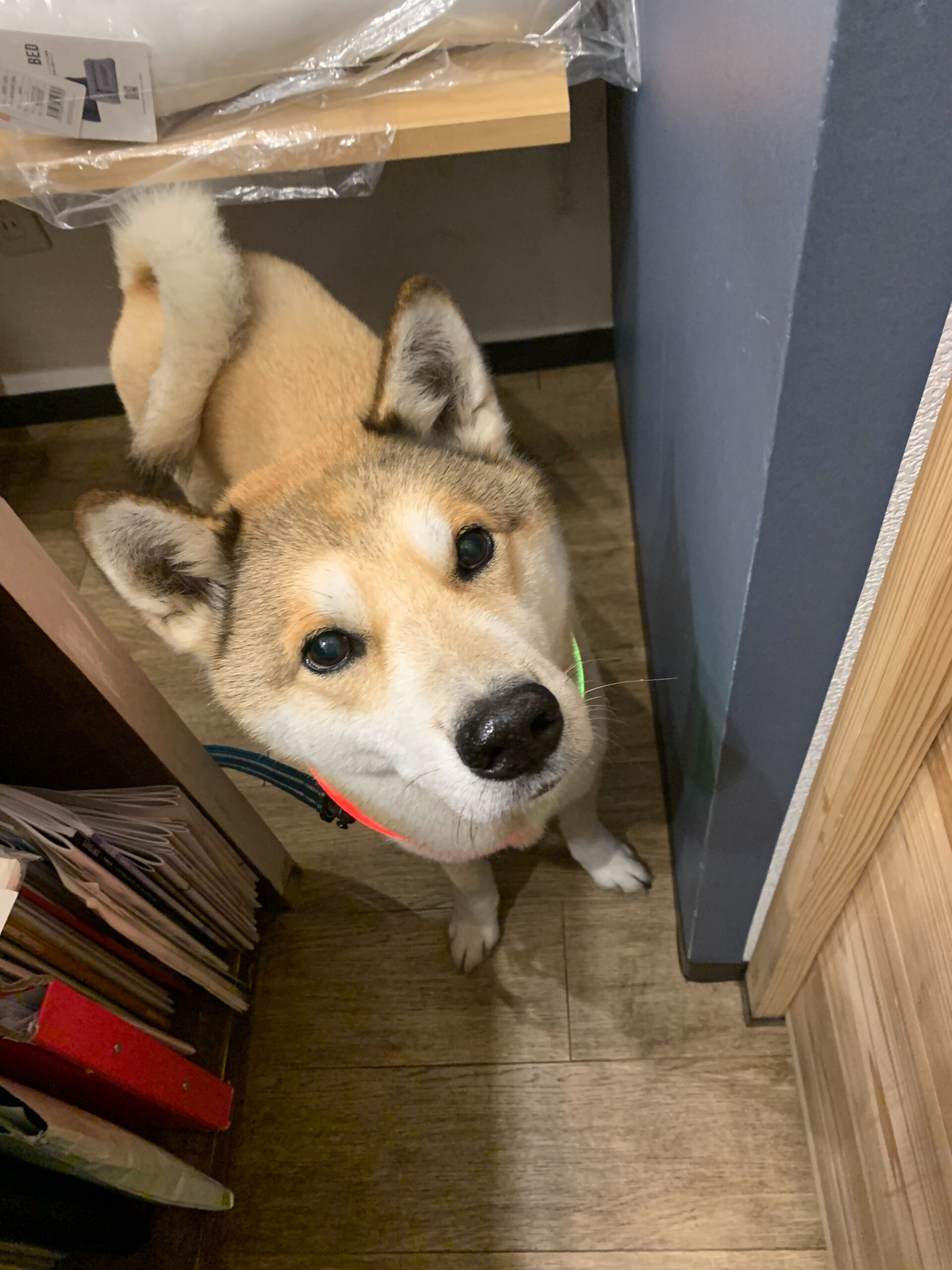 本日の大トリはふくくんでしたー✨