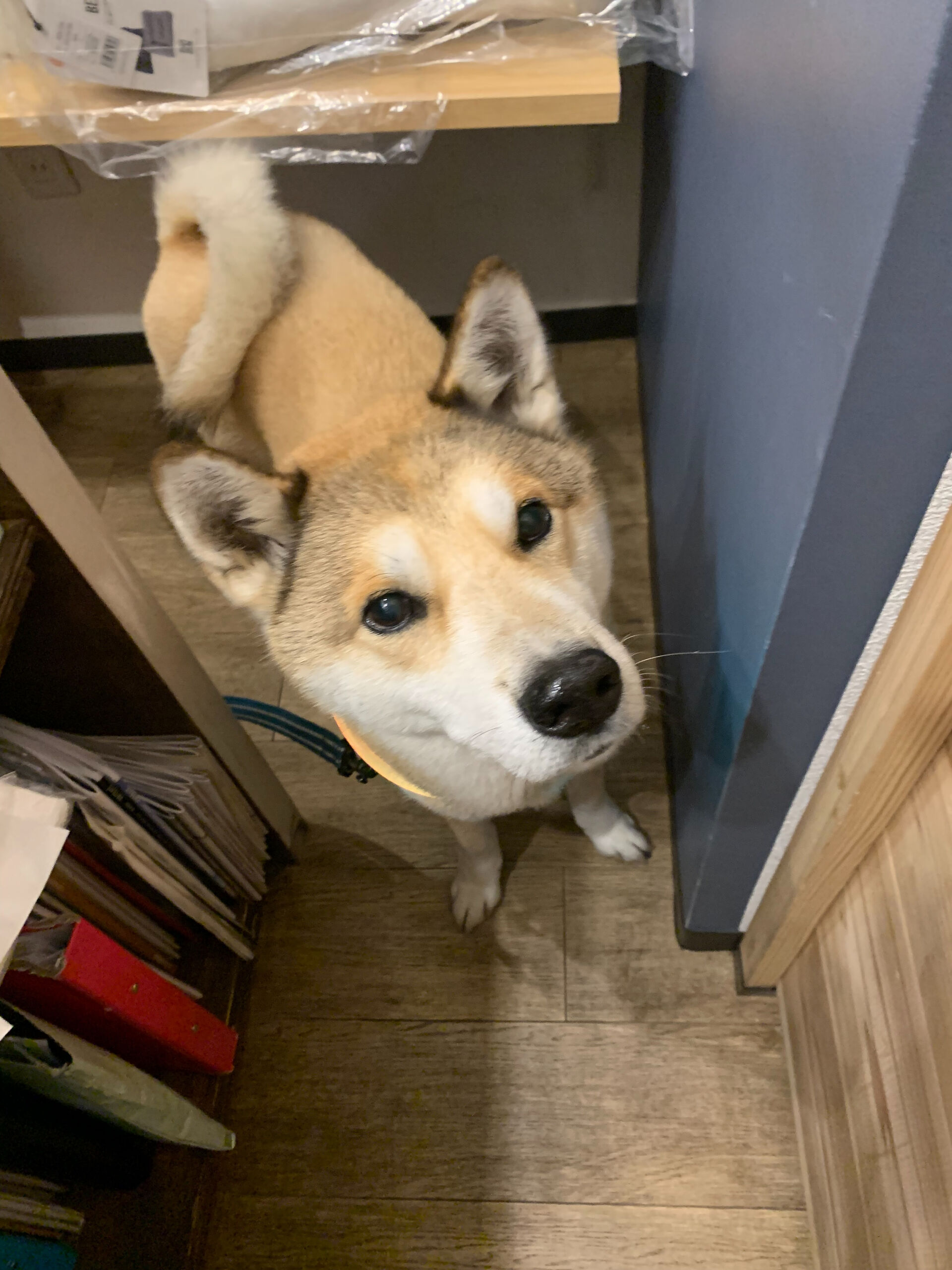 本日の大トリはふくくんでしたー✨