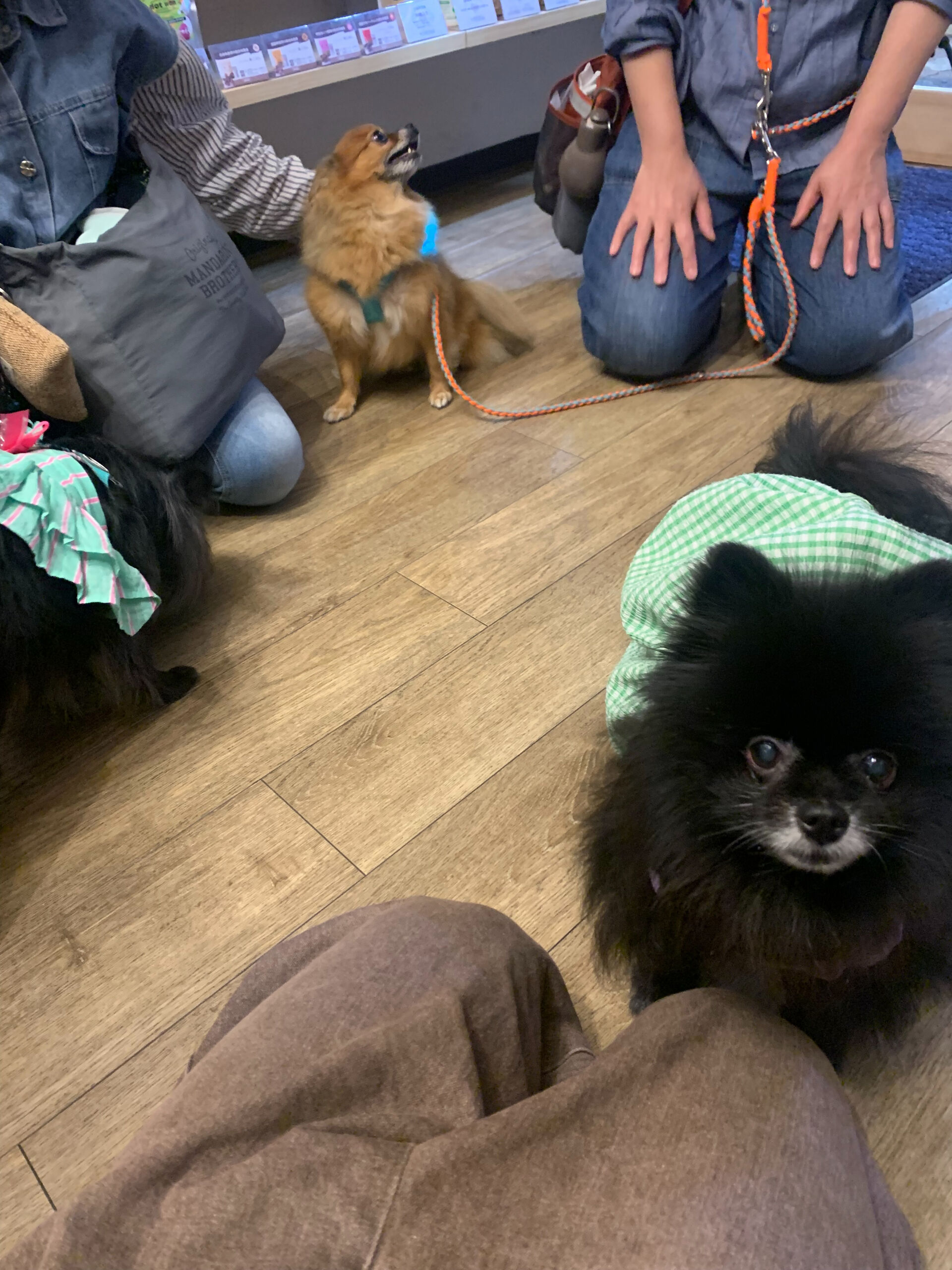 こてつくんご来店ありがとうございます！