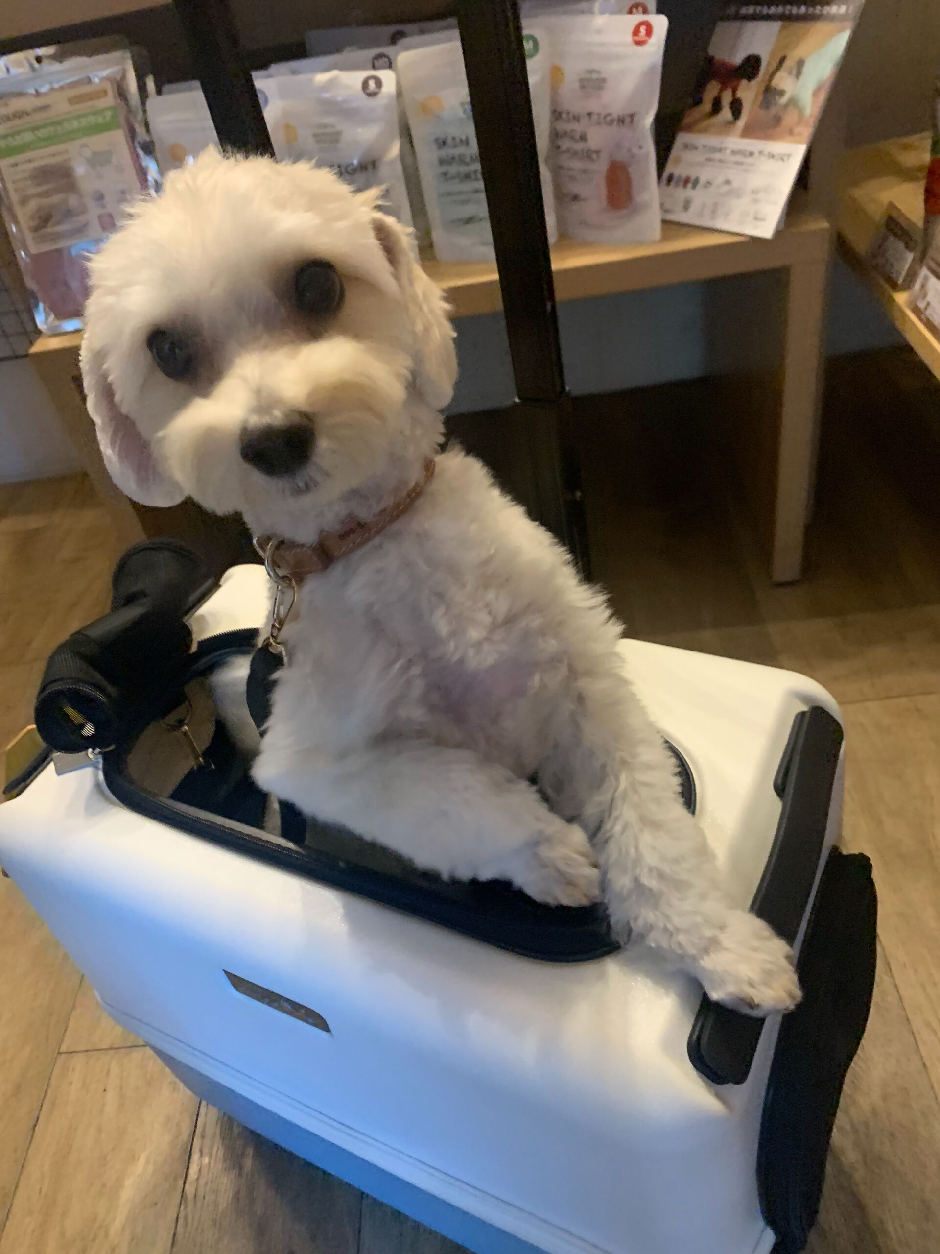 ピースくんご来店ありがとうございます😊