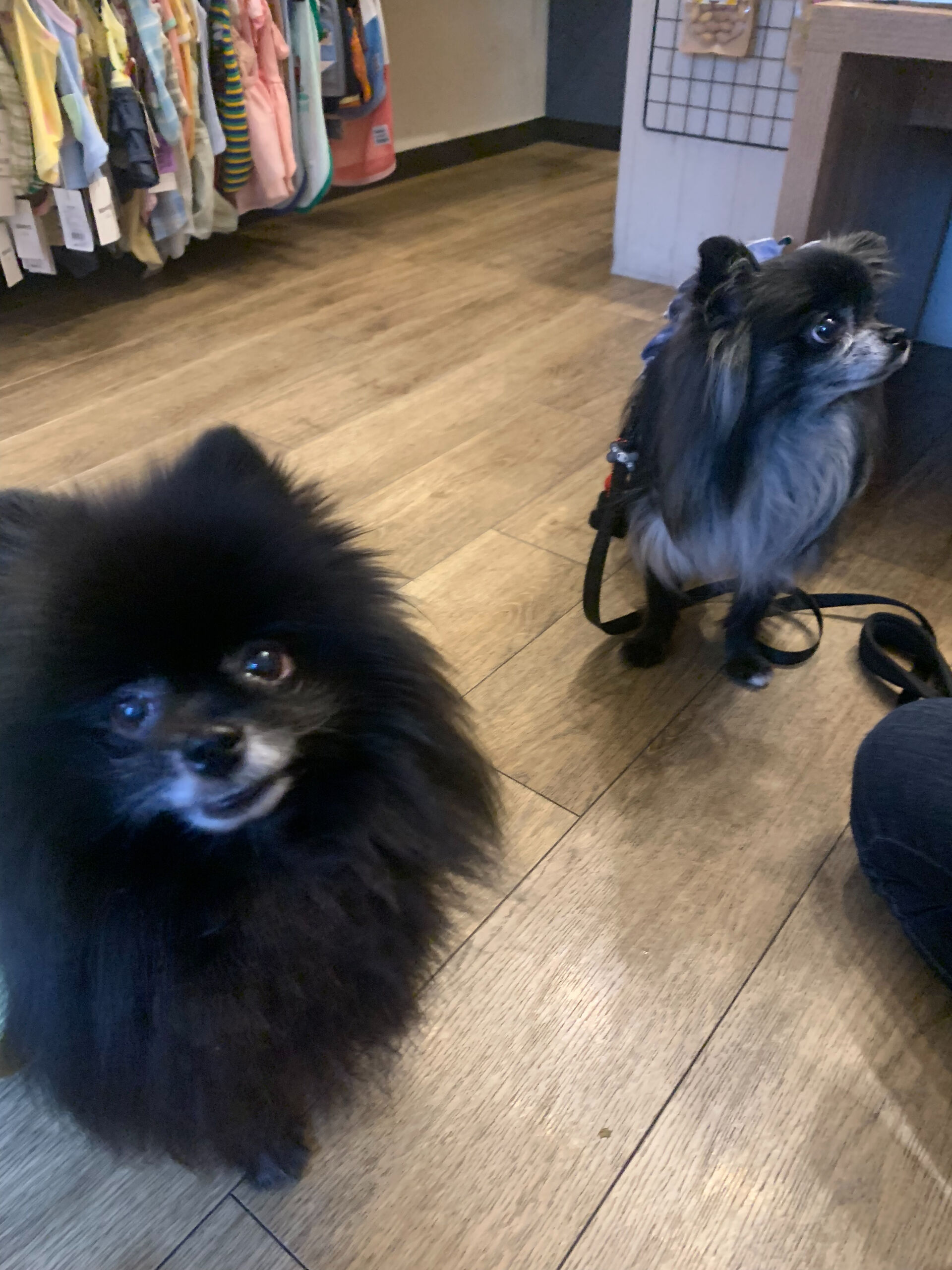 ラナちゃんご来店ありがとうございます😊