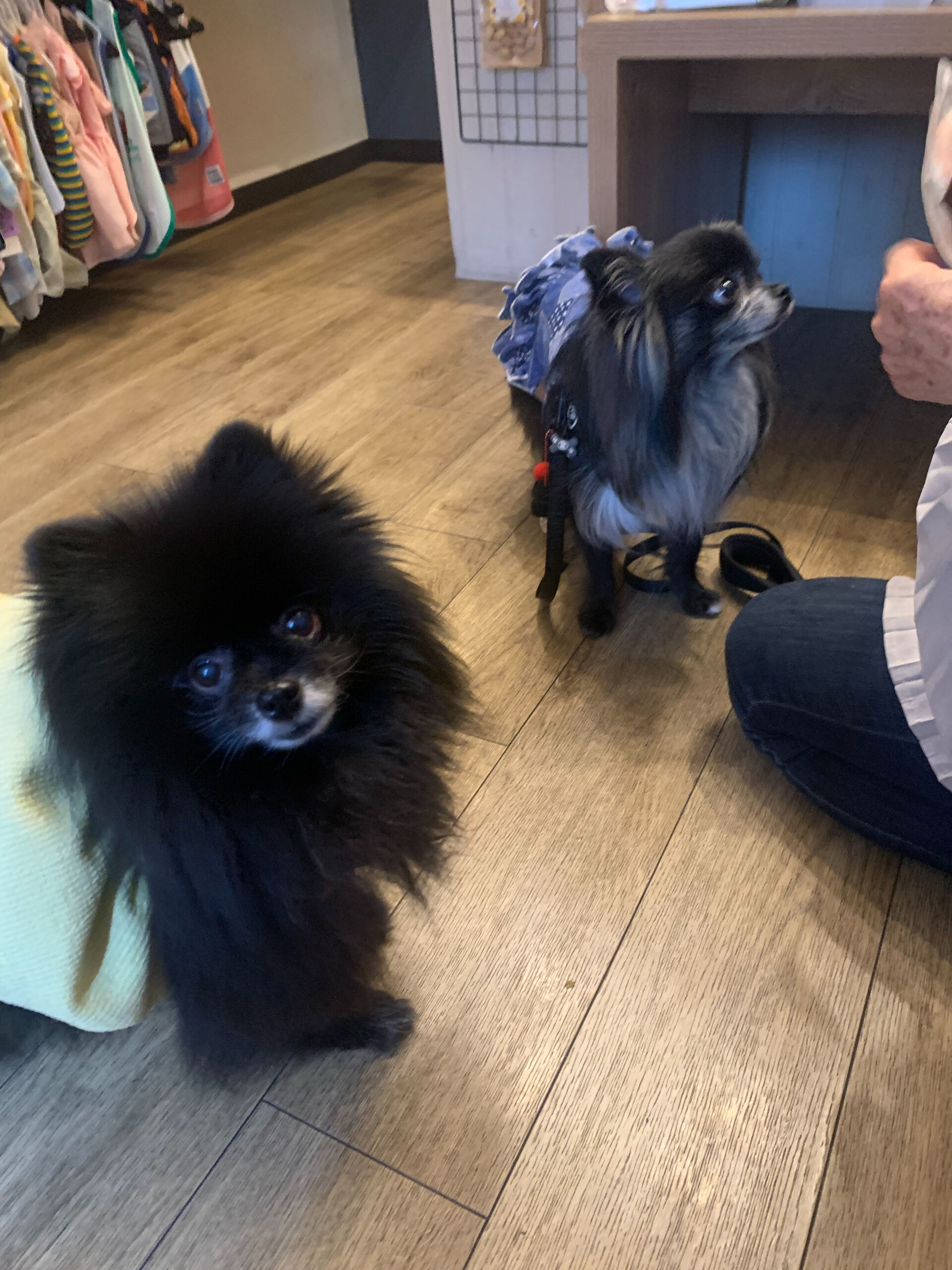 ラナちゃんご来店ありがとうございます😊