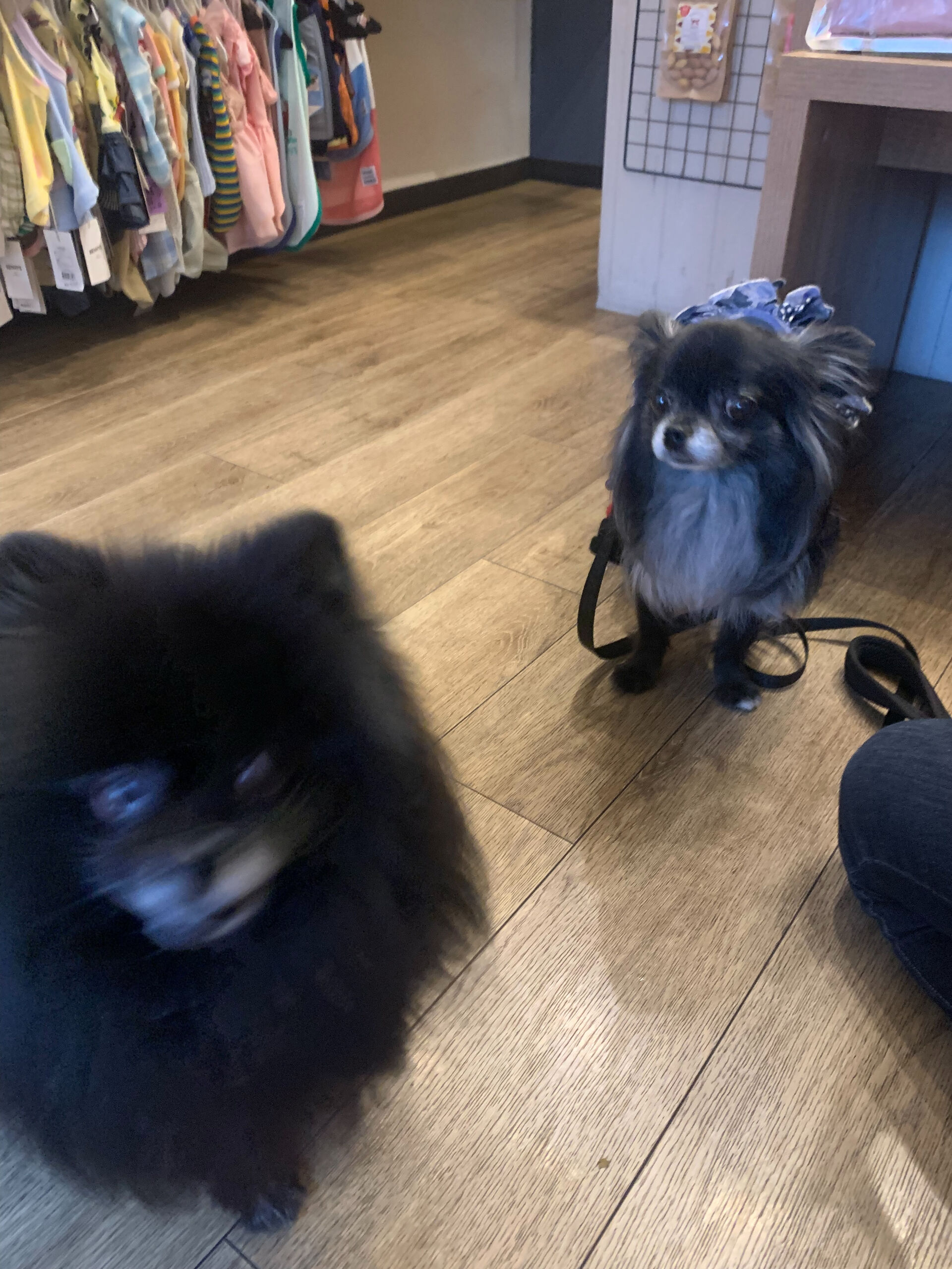ラナちゃんご来店ありがとうございます😊