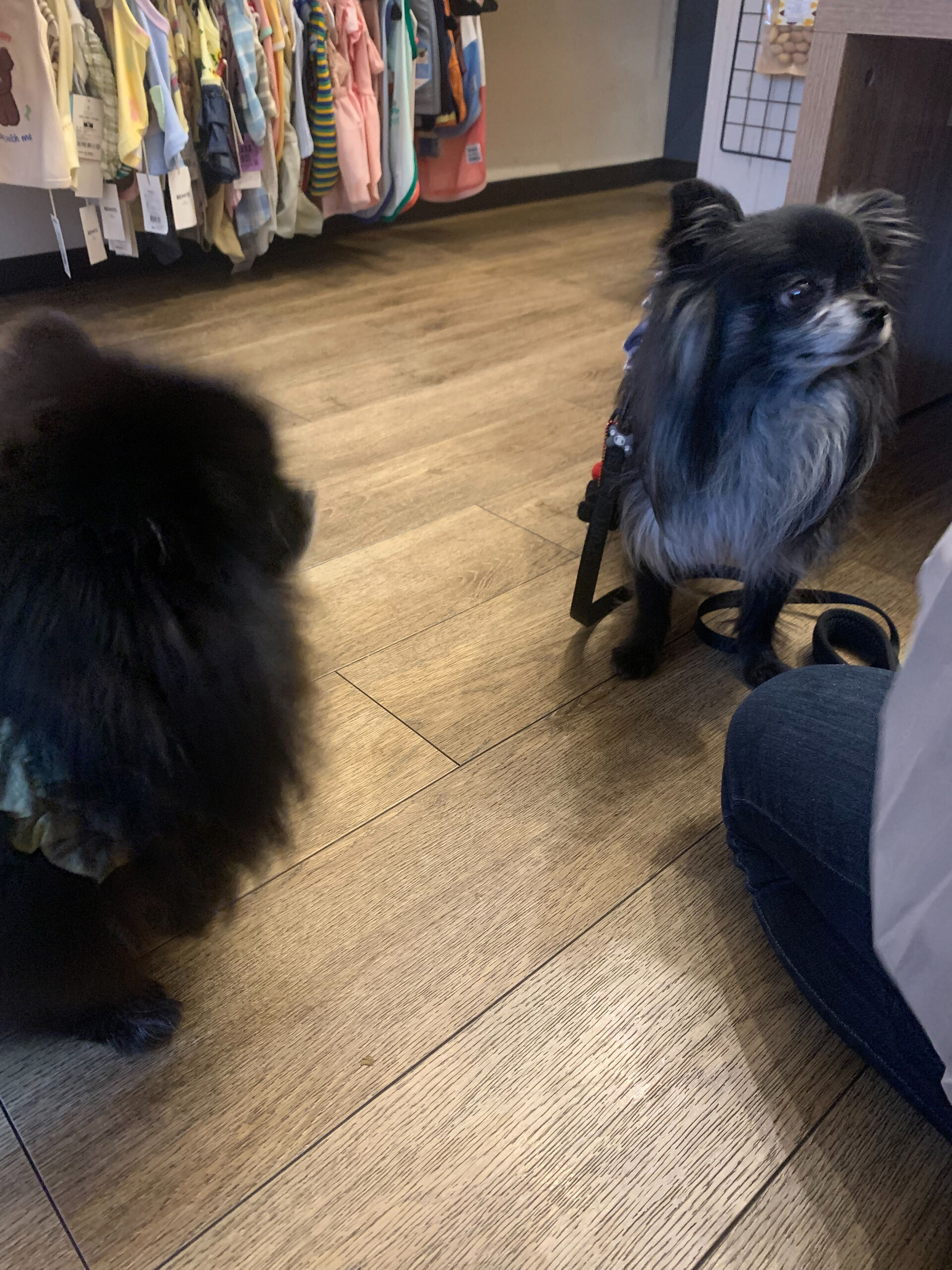 ラナちゃんご来店ありがとうございます😊