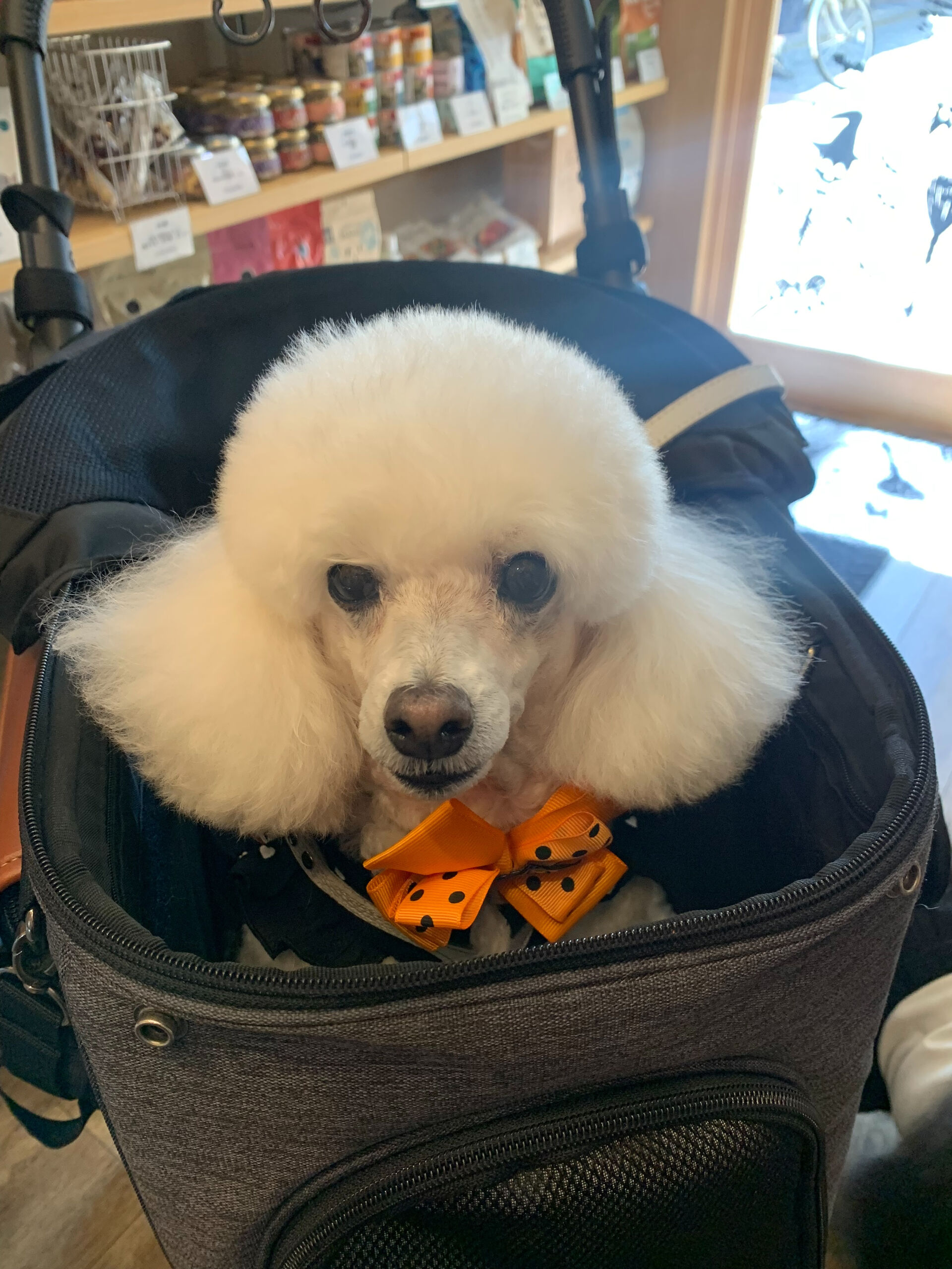 ポンスちゃんご来店ありがとうございます😊