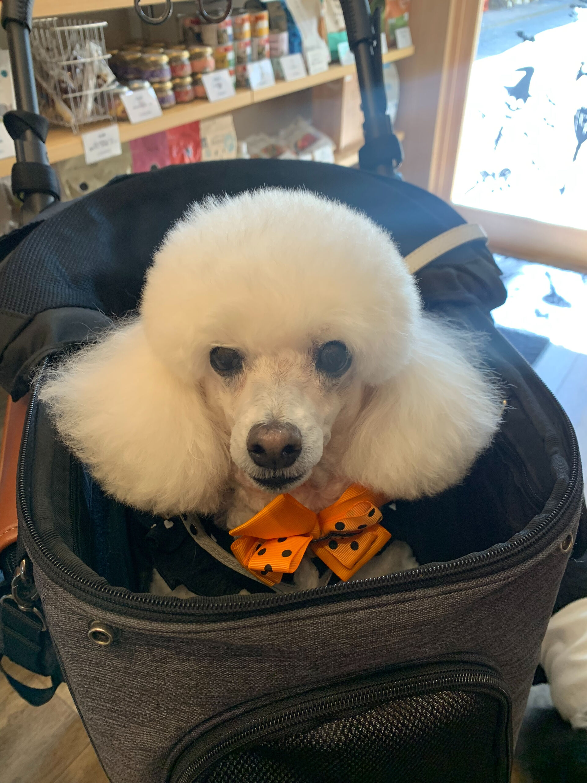ポンスちゃんご来店ありがとうございます😊