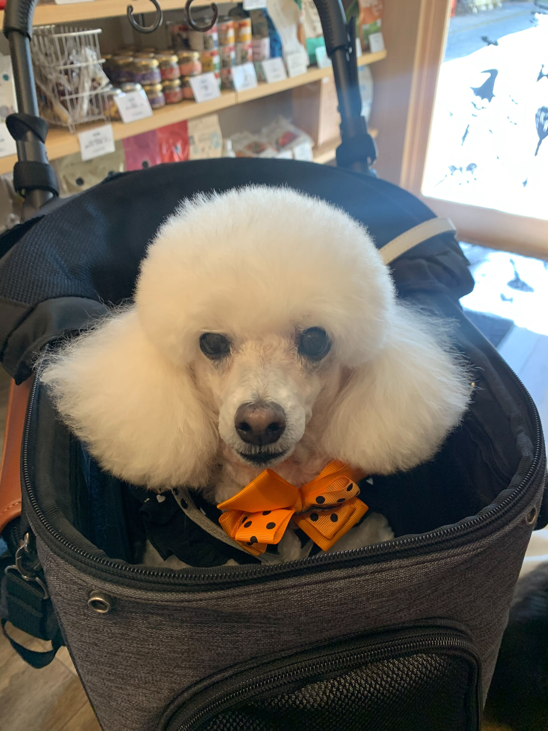 ポンスちゃんご来店ありがとうございます😊
