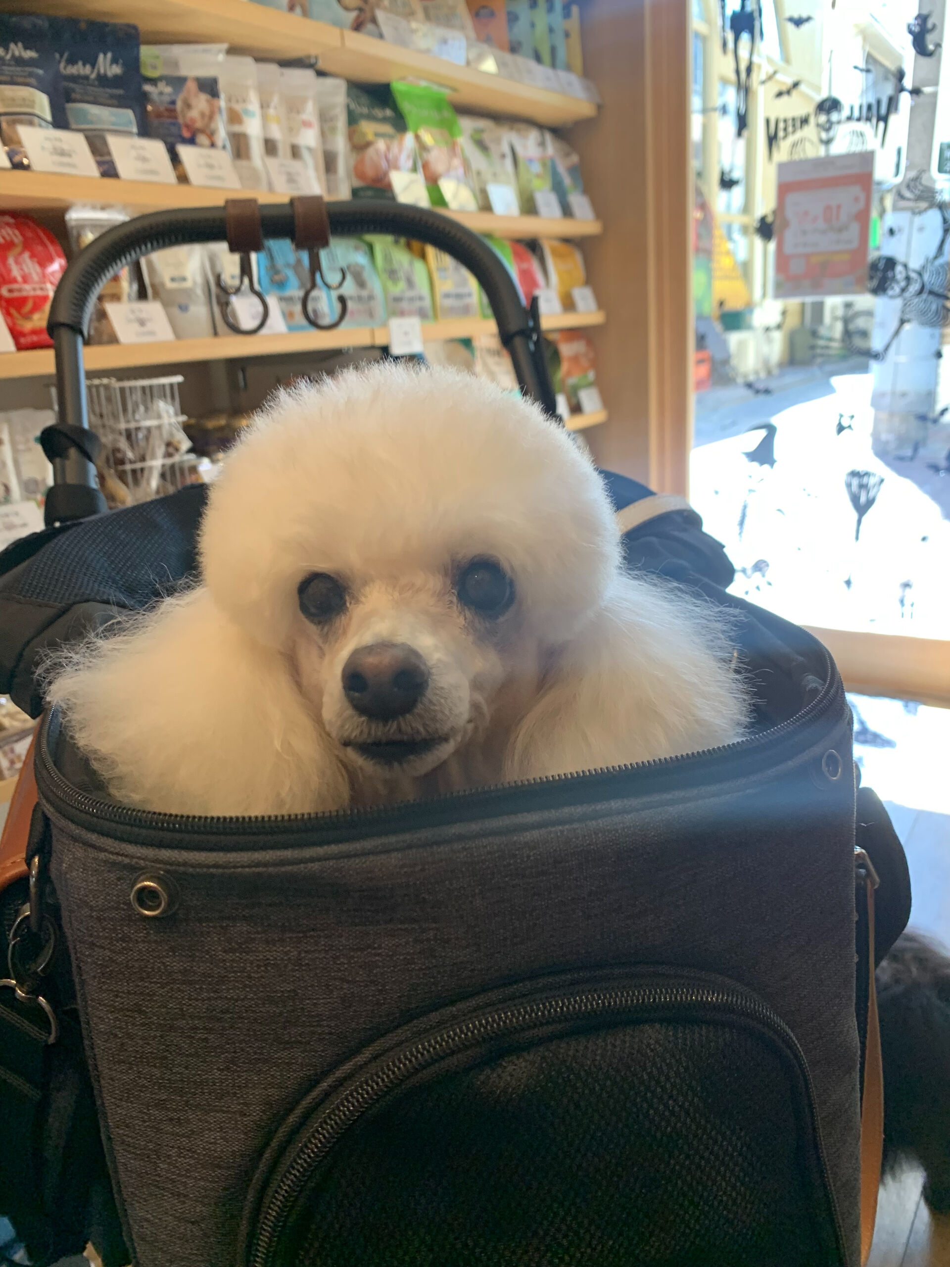 ポンスちゃんご来店ありがとうございます😊