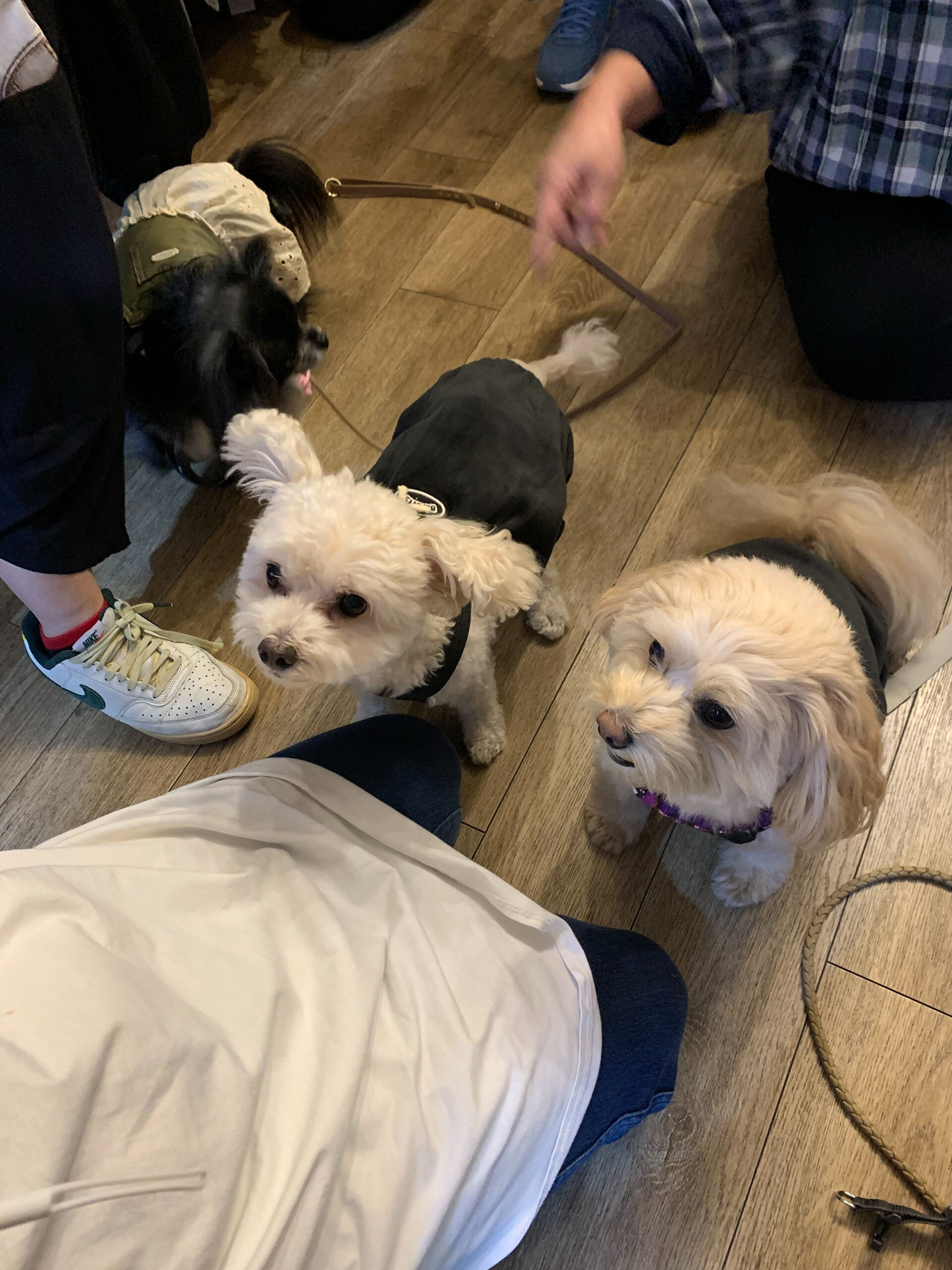 プーマくん、ラナちゃん、ウコちゃん、スコくんご来店ありがとう