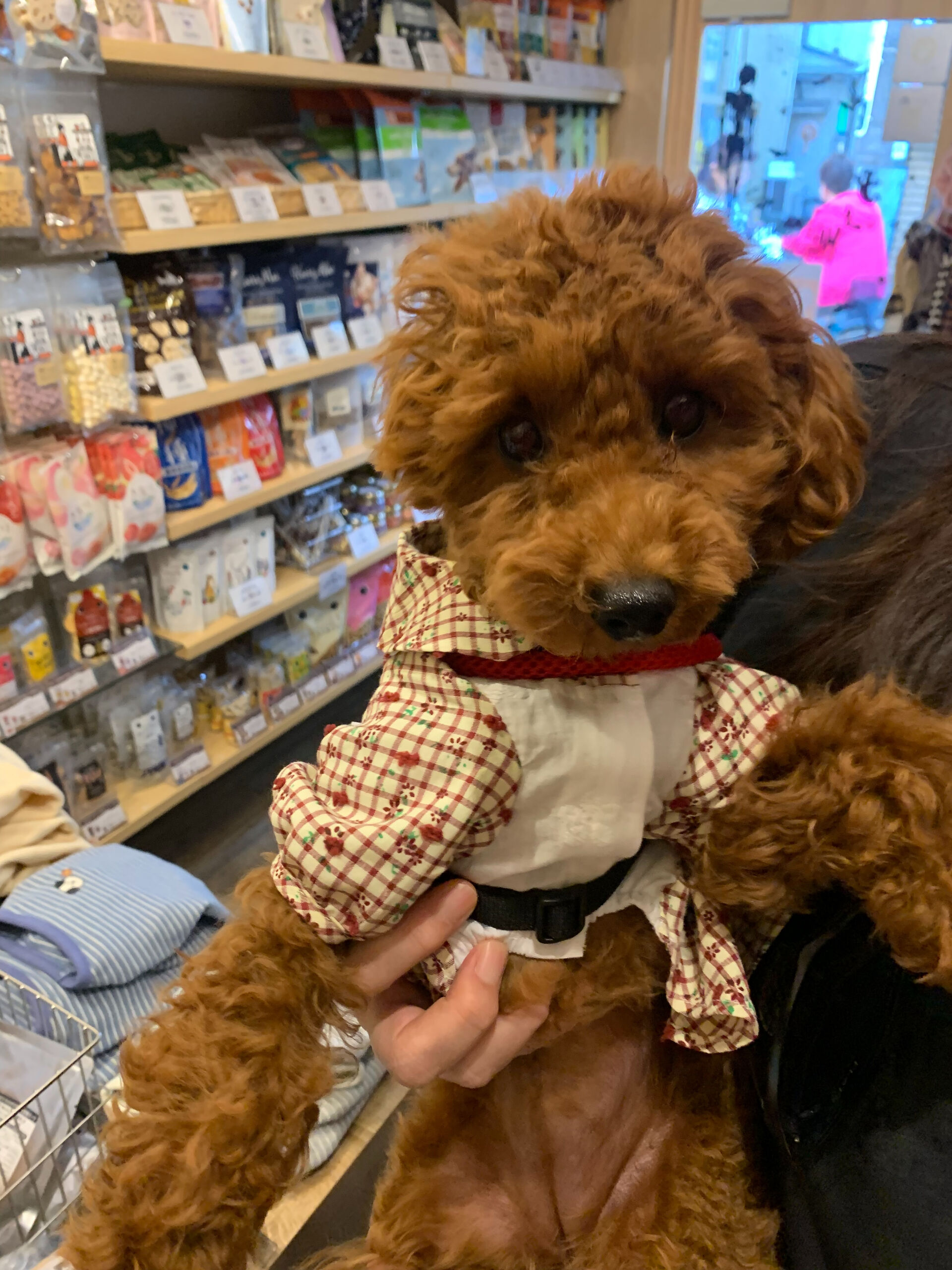 ここちゃんご来店ありがとうございます😊