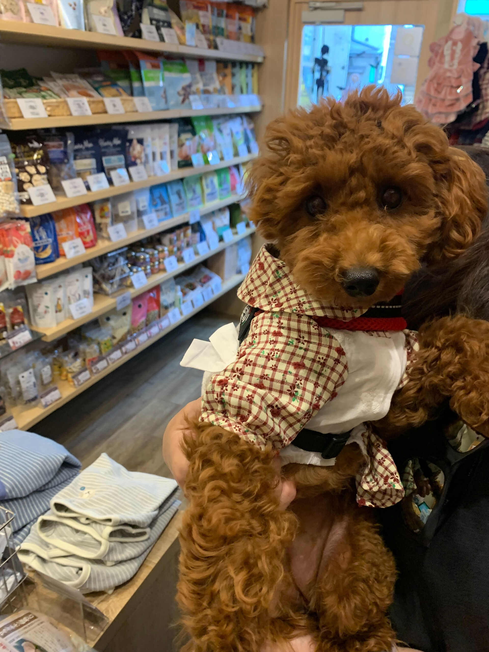ここちゃんご来店ありがとうございます😊