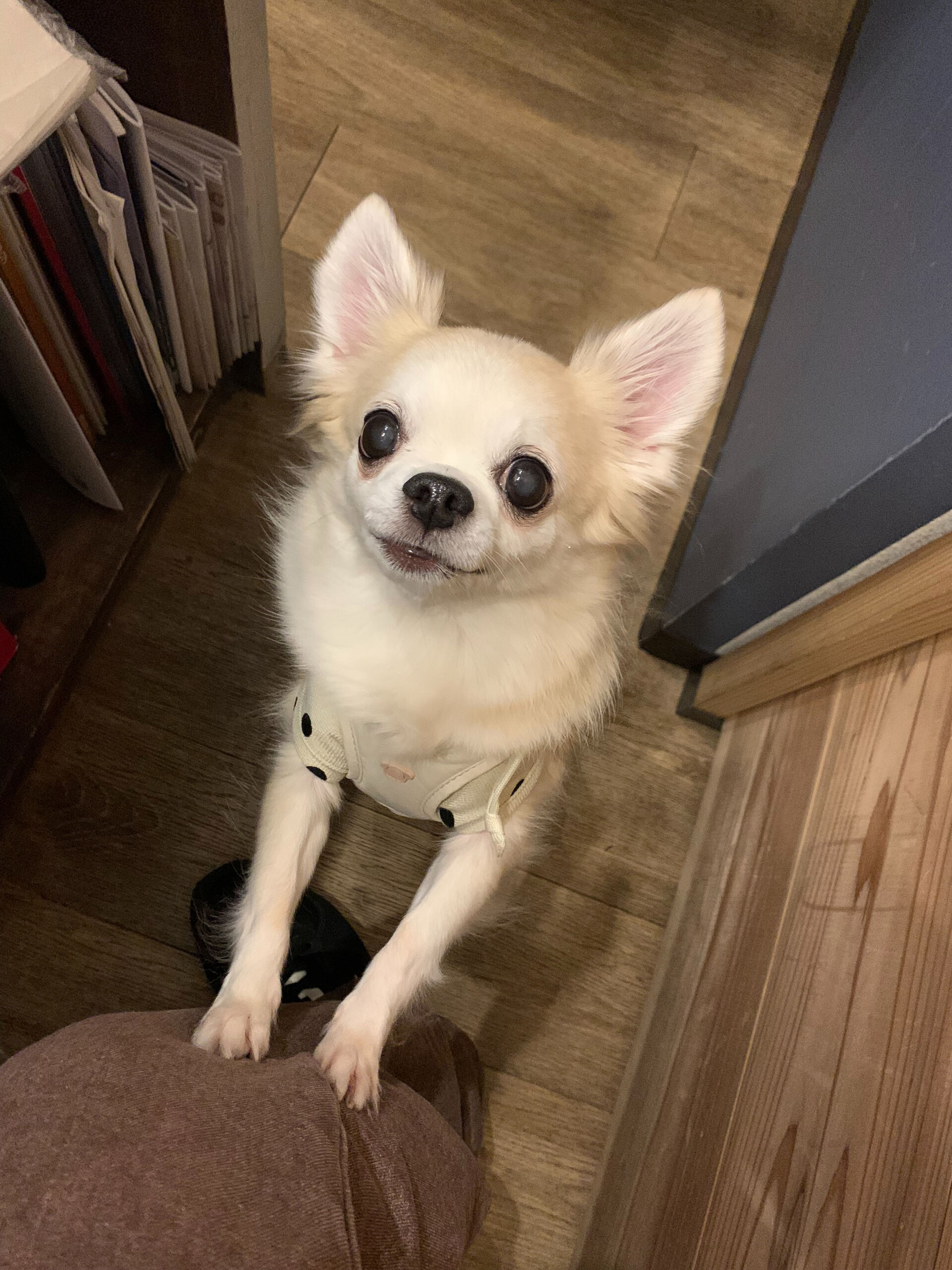 ここちゃんご来店ありがとうございます😊