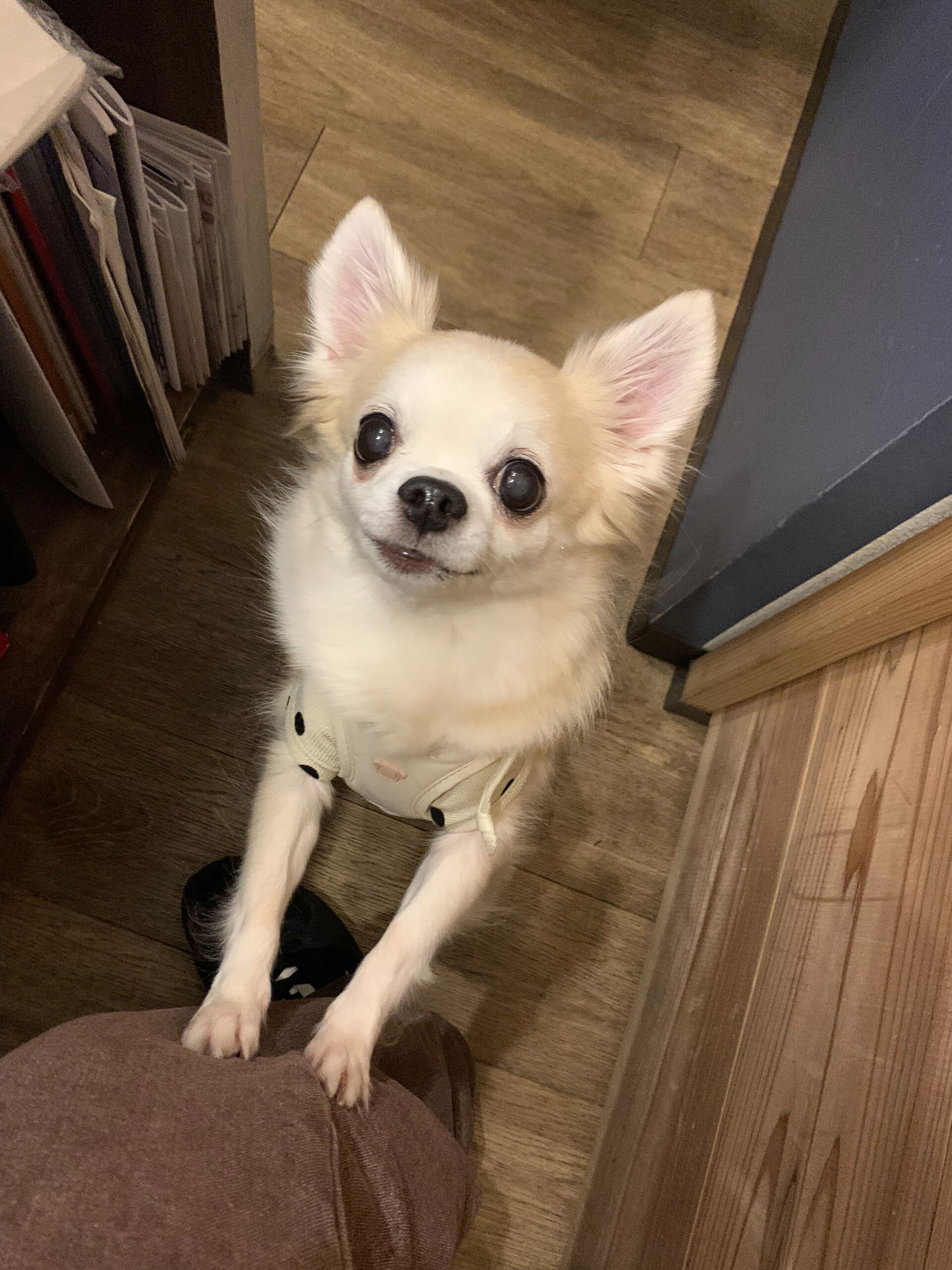 ここちゃんご来店ありがとうございます😊