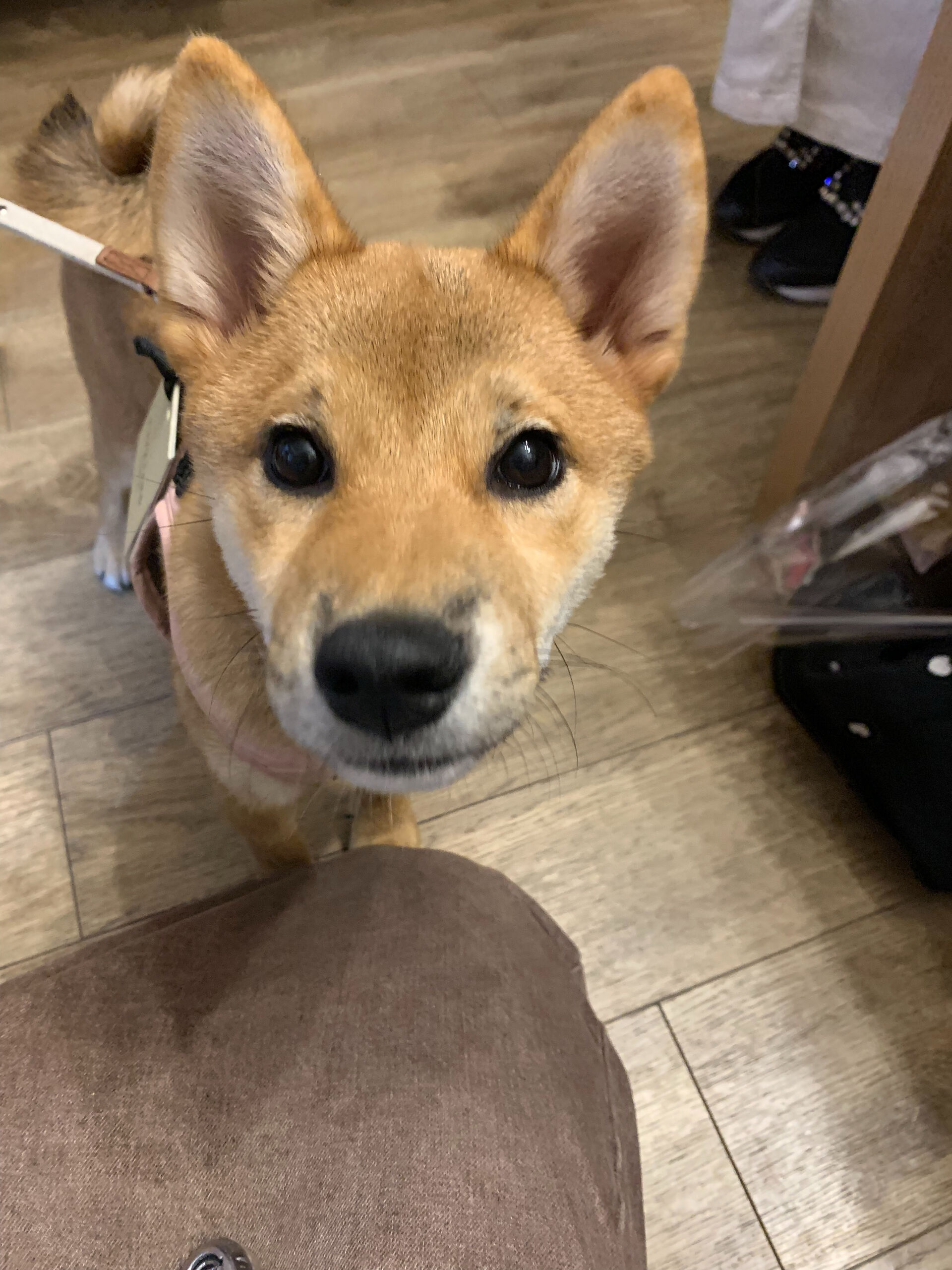 ノアちゃん初めまして✨