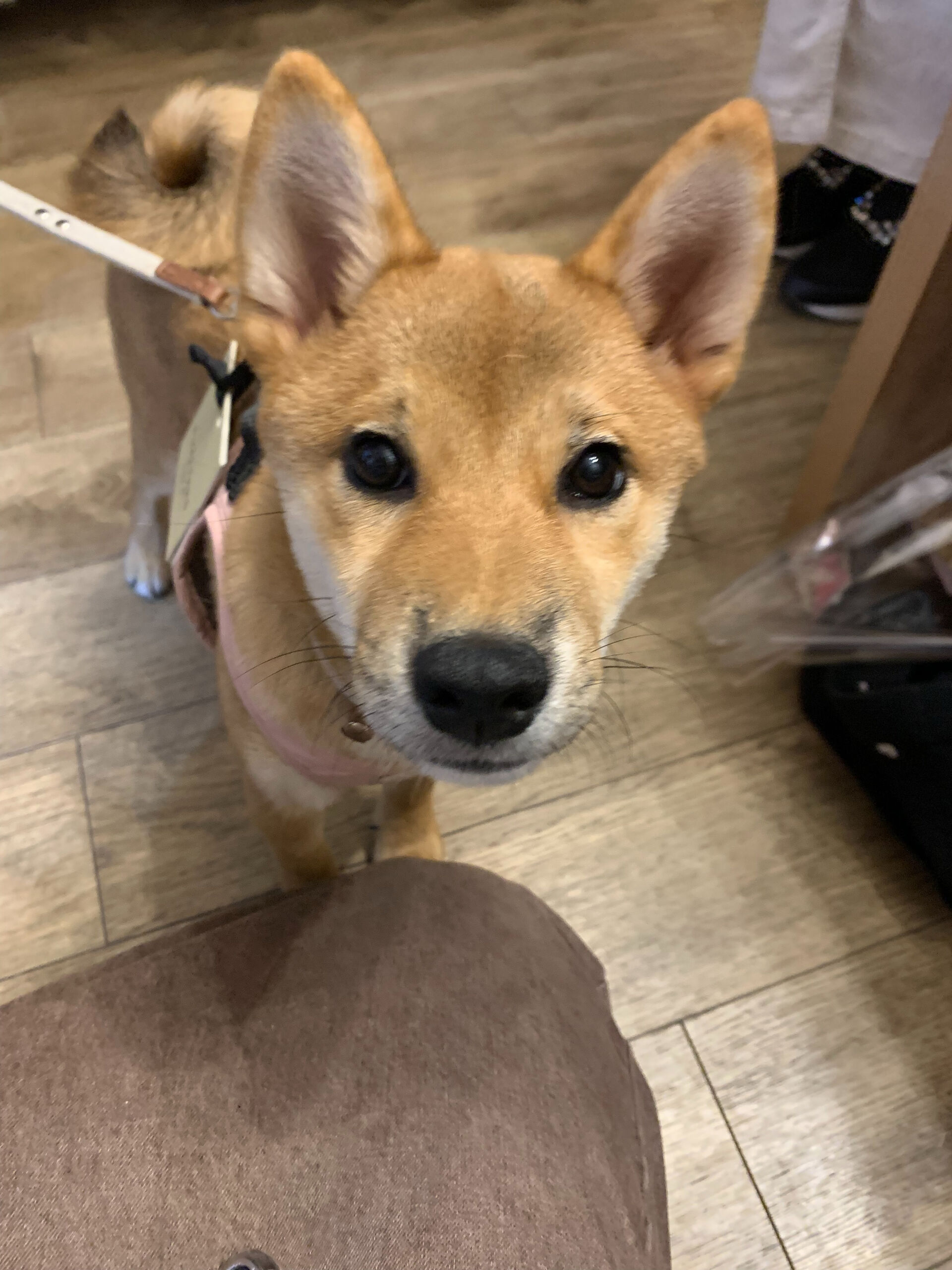 ノアちゃん初めまして✨