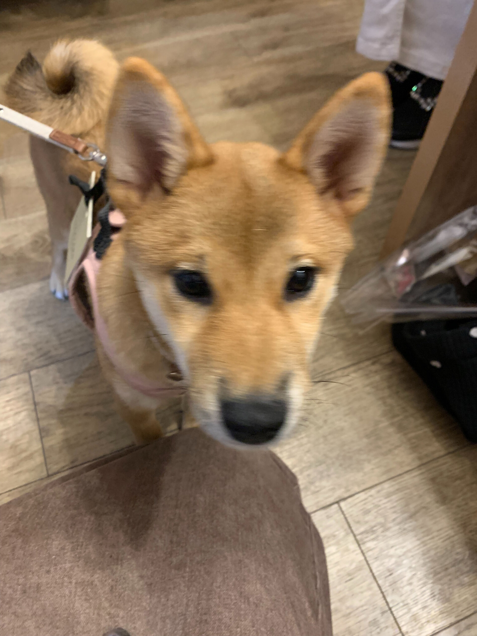 ノアちゃん初めまして✨
