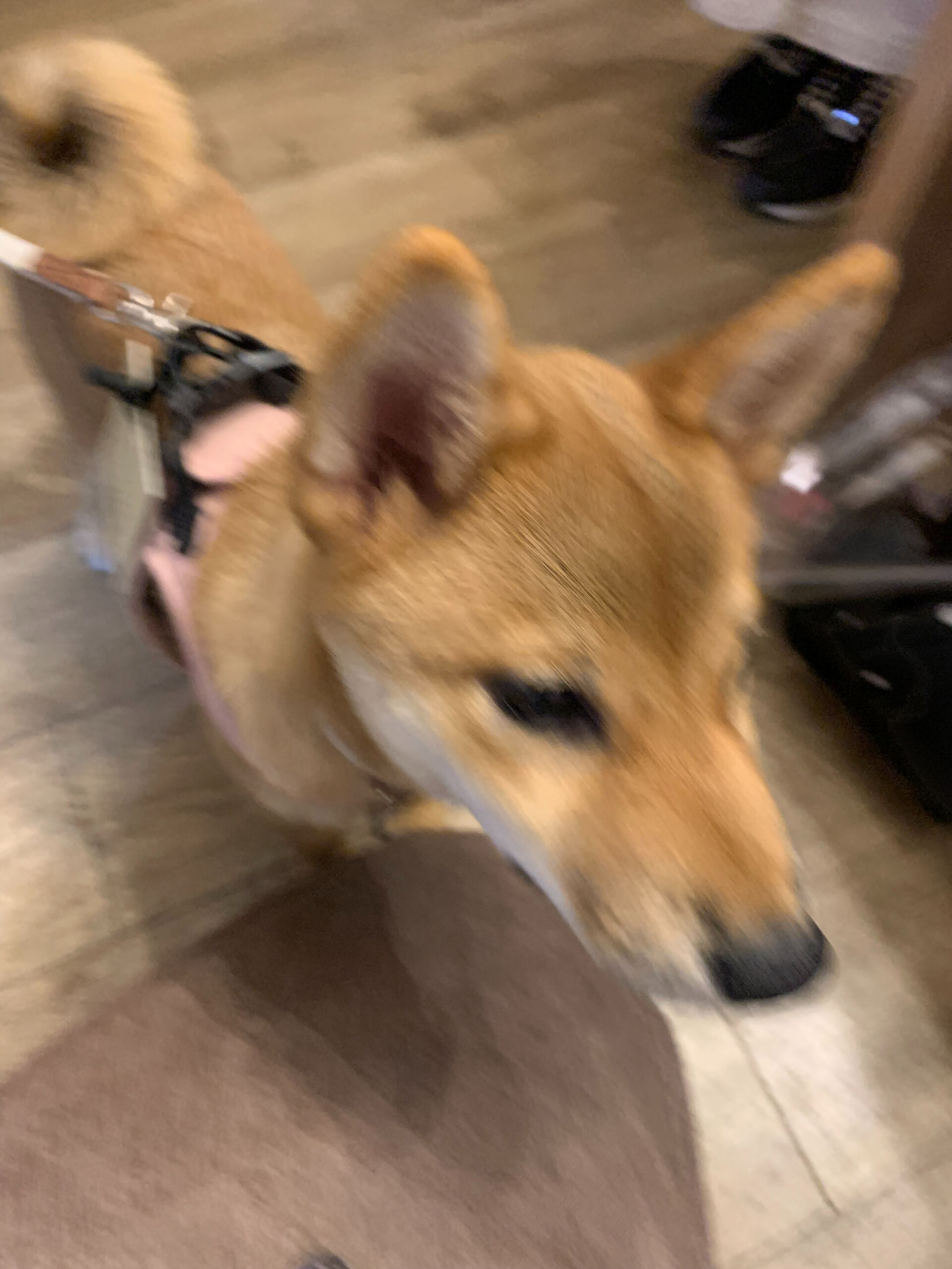 ノアちゃん初めまして✨