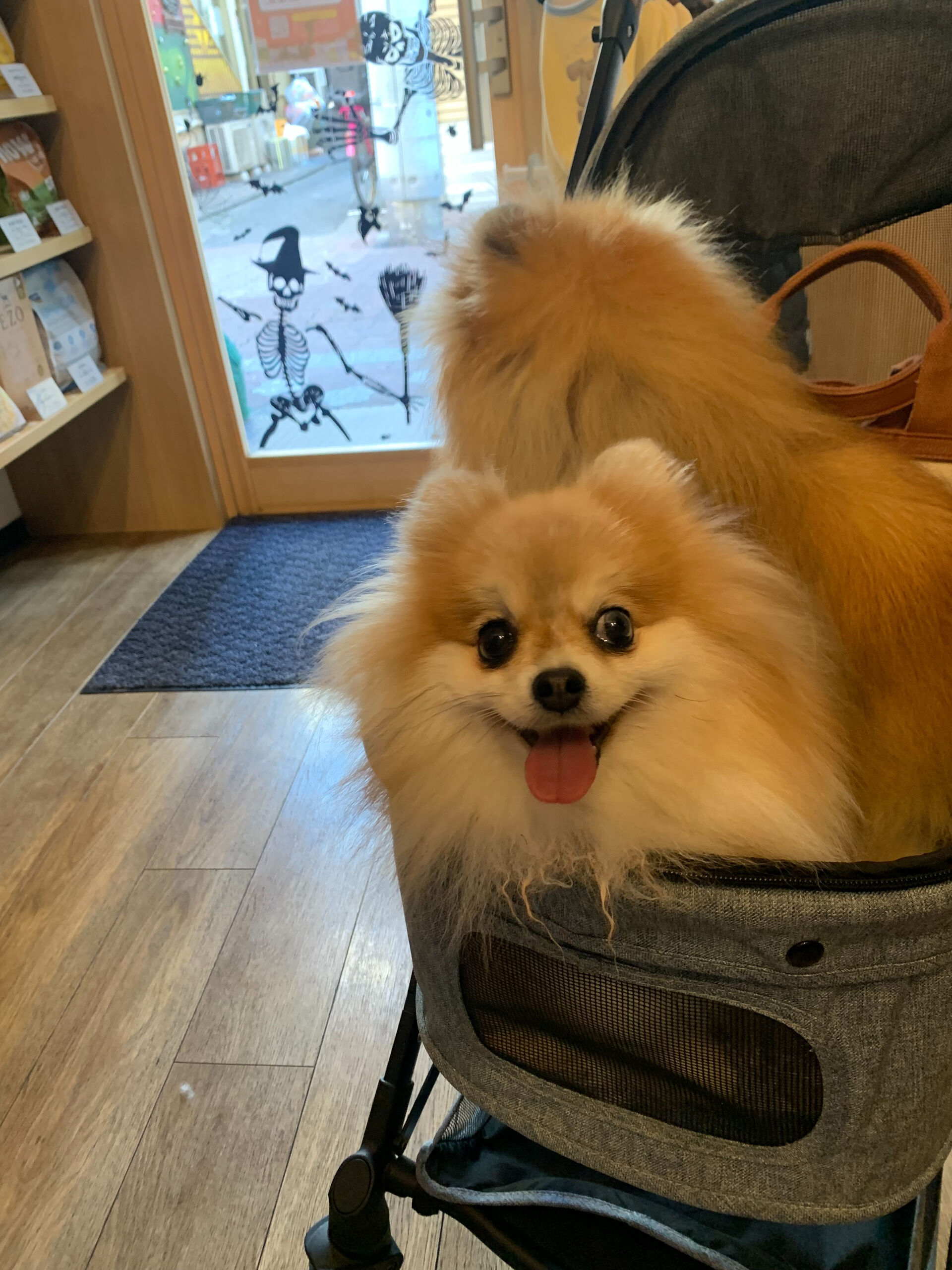 そらくん、ルナちゃんご来店ありがとうございます😊