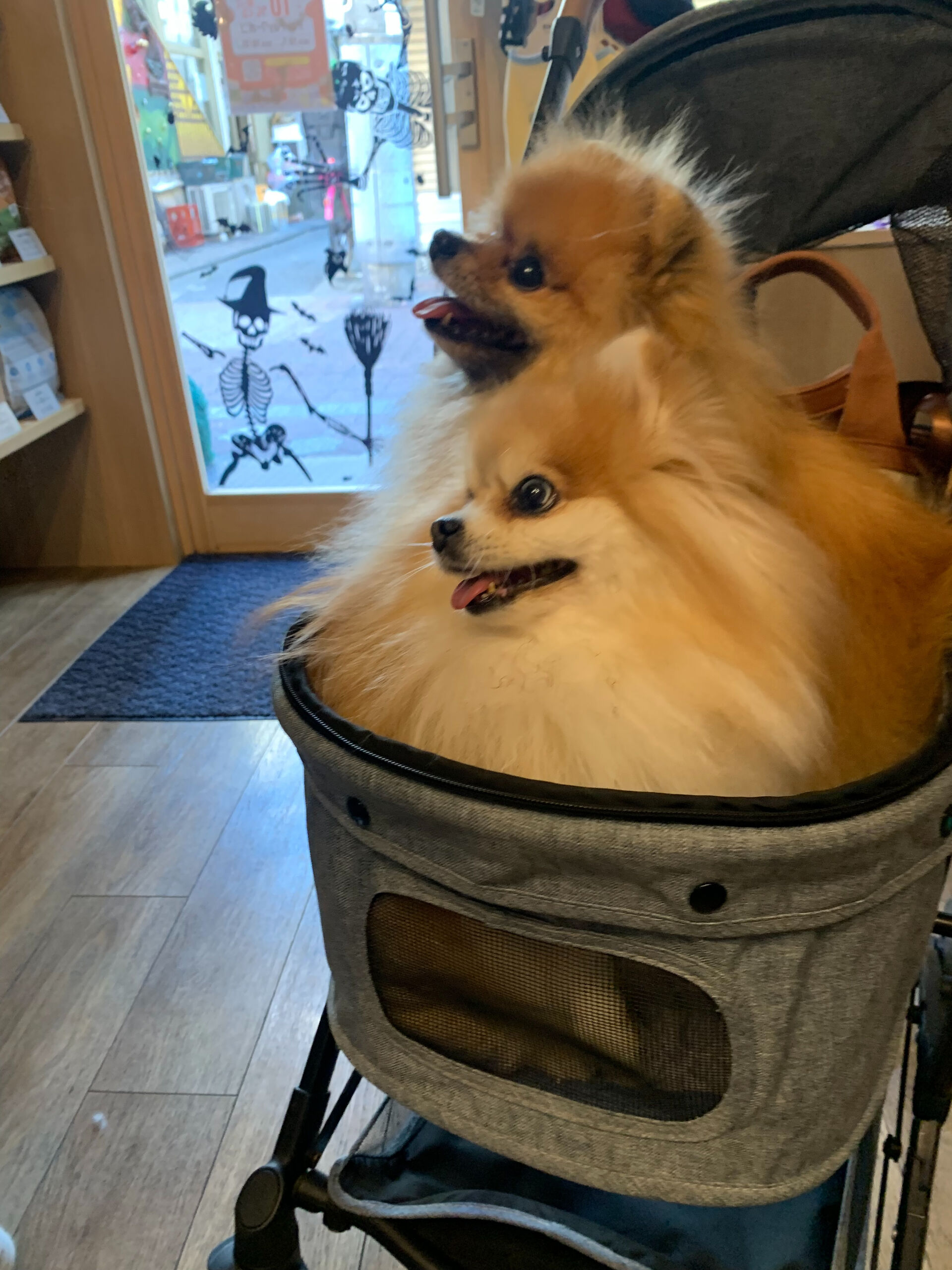 そらくん、ルナちゃんご来店ありがとうございます😊