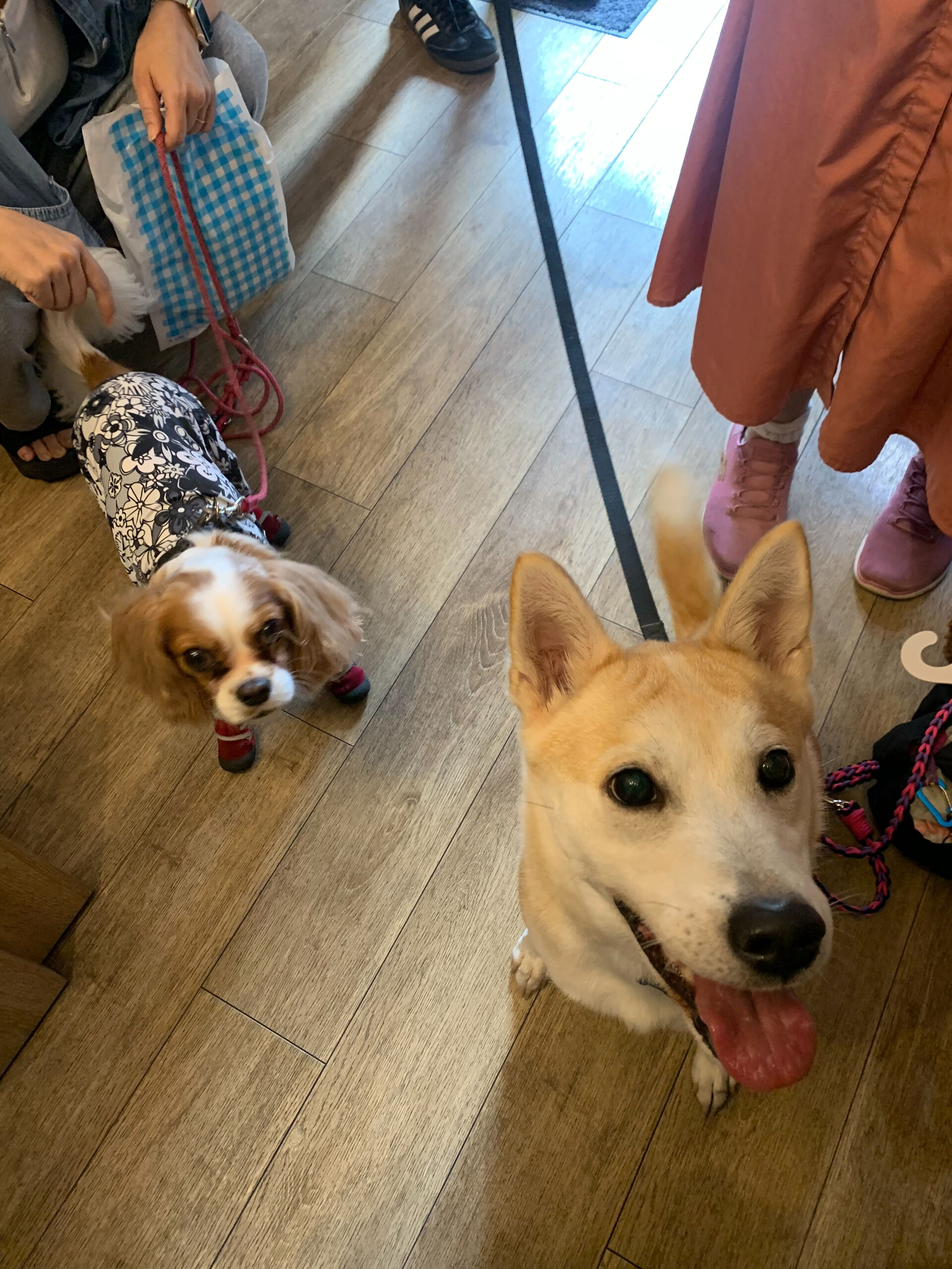 こむぎくん、キャミちゃんご来店ありがとうございます😊