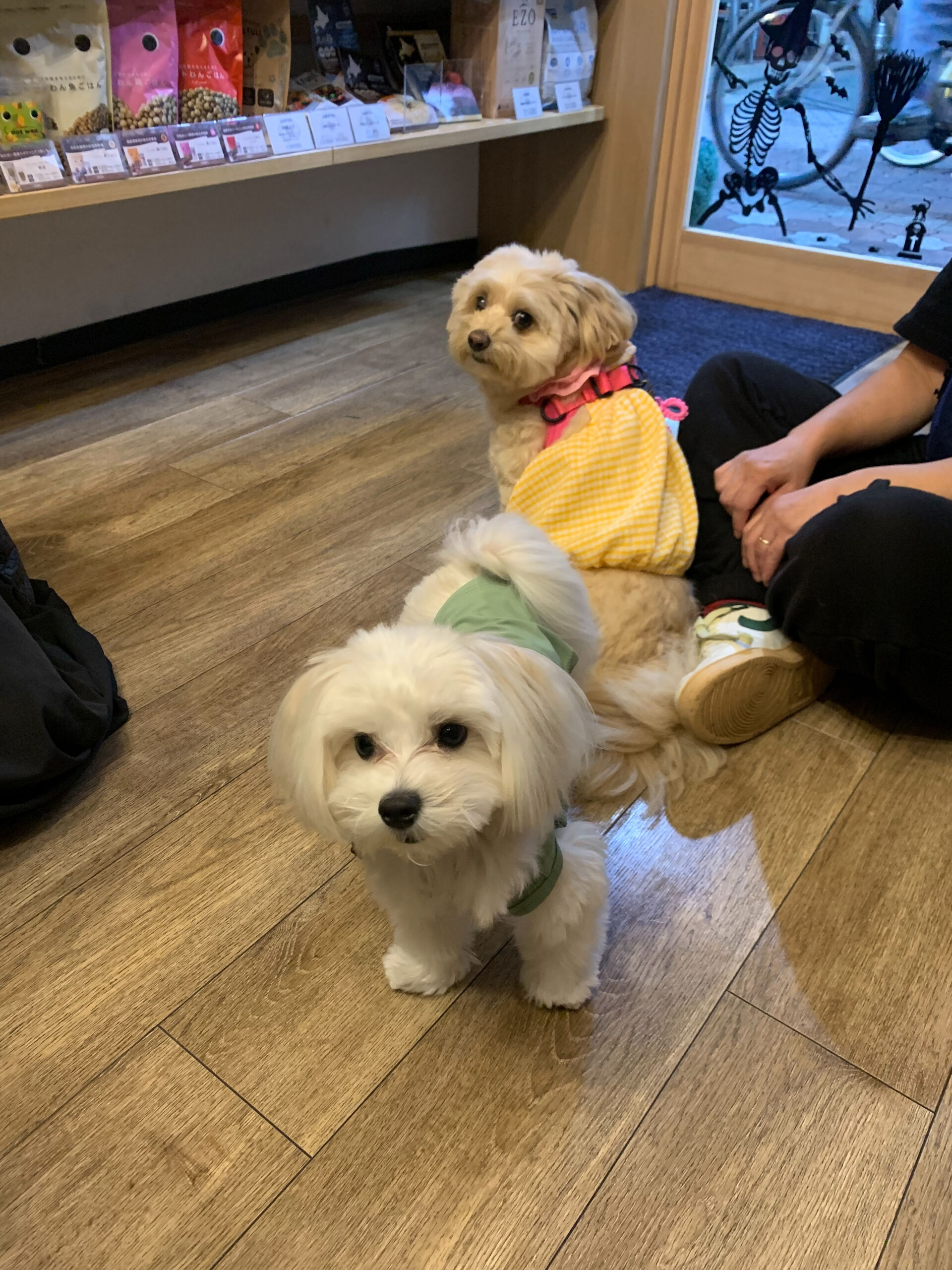 ウコちゃん、スコくんご来店ありがとうございます😊