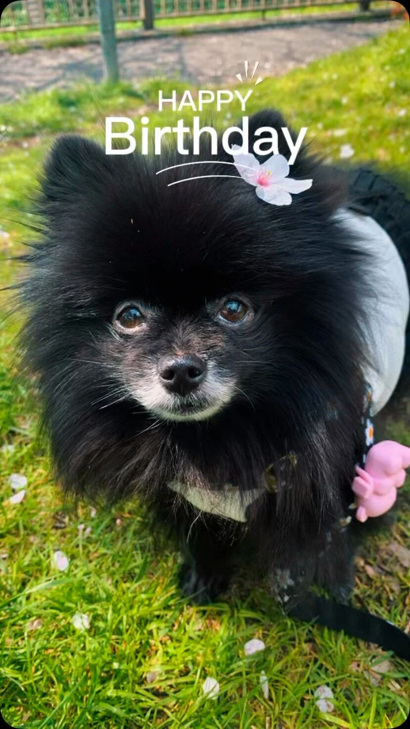 10月25日は僕の愛犬の13歳のお誕生日🎂