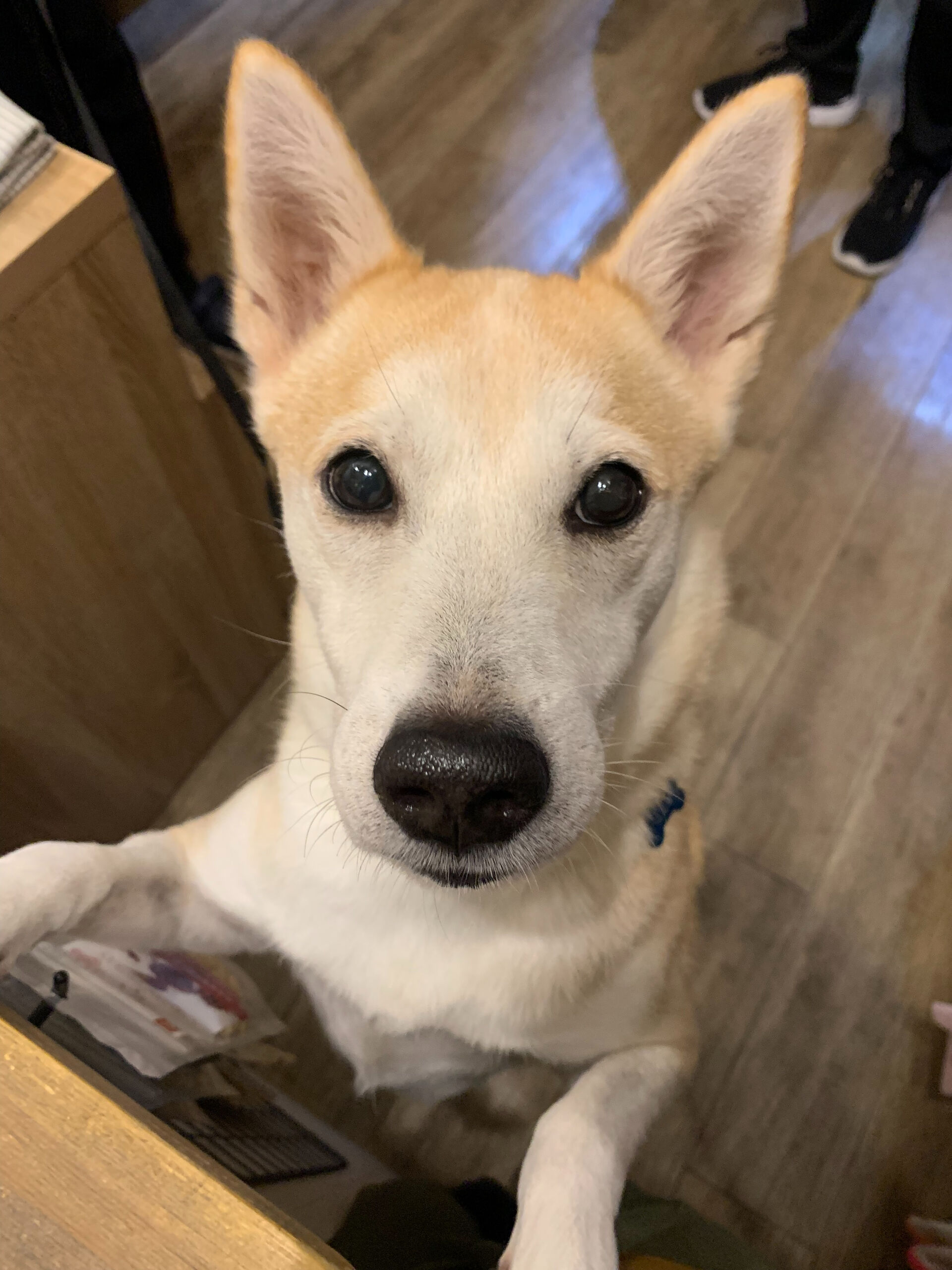 こむぎくんご来店ありがとうございます😊