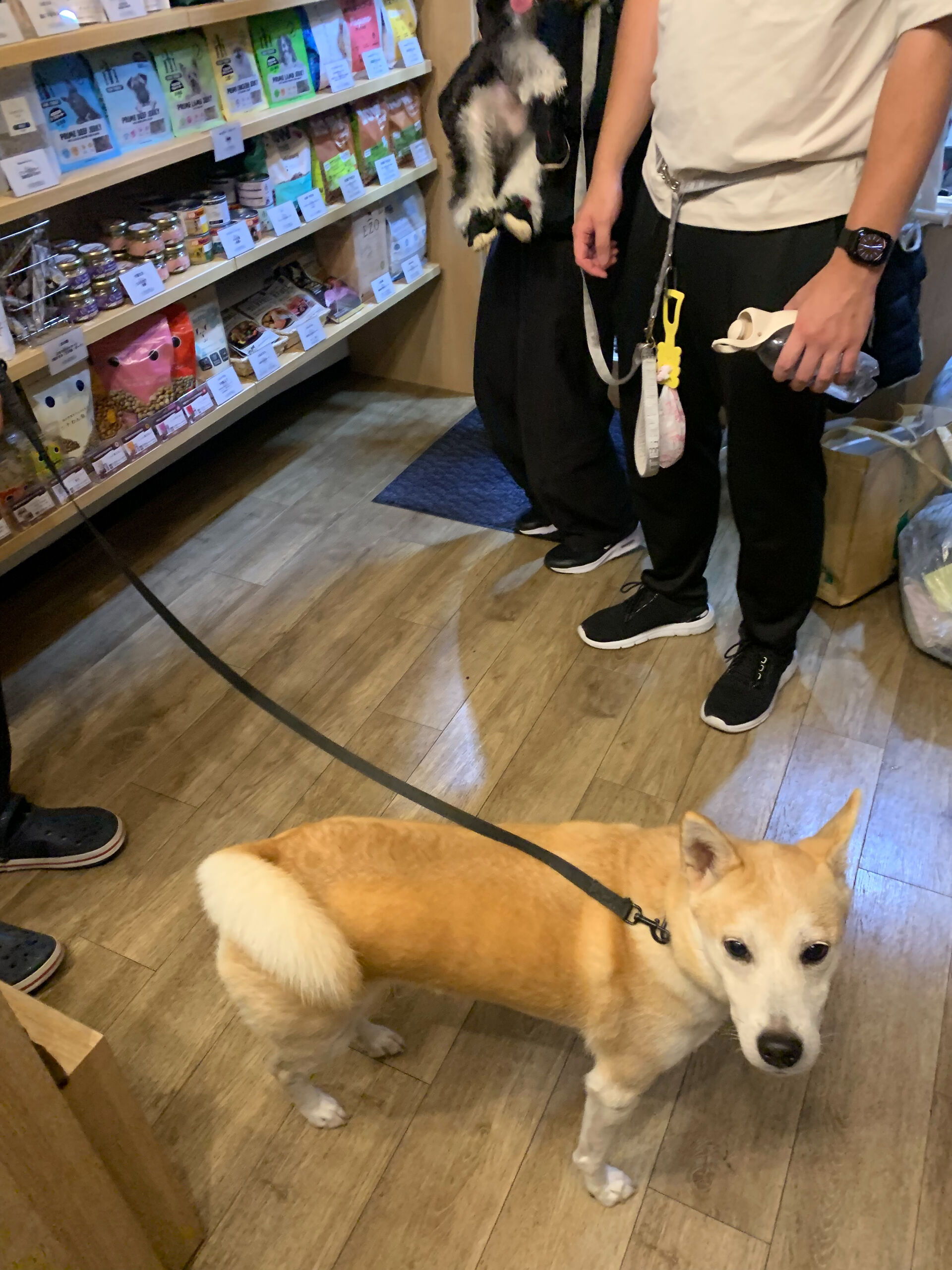 こむぎくんご来店ありがとうございます😊