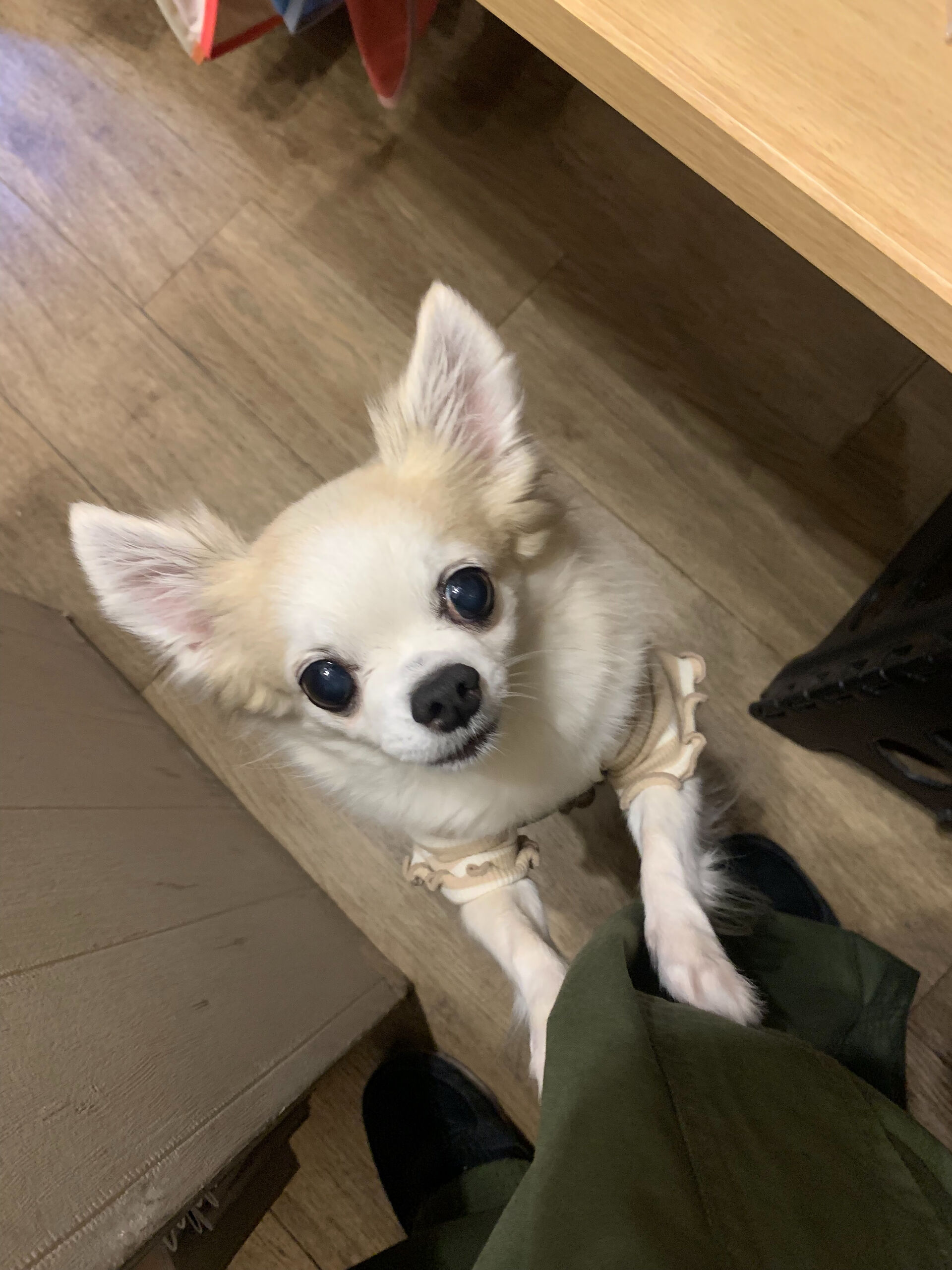 本日の大トリはここちゃんとりくくんでしたー🩵