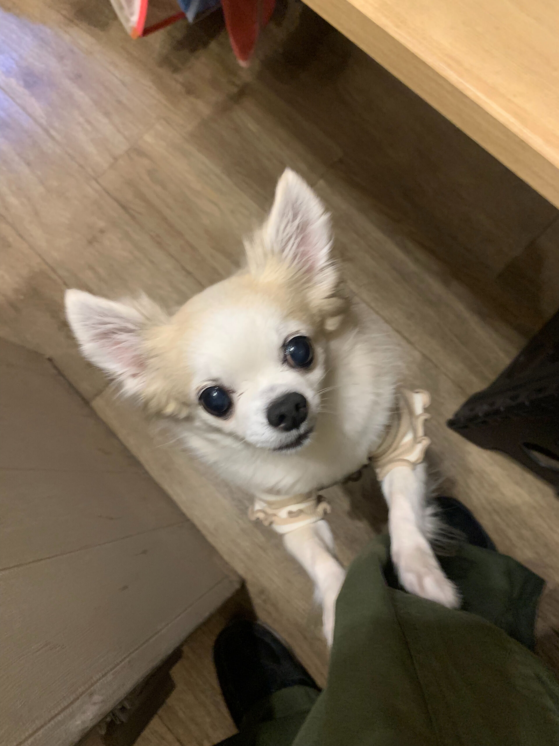 本日の大トリはここちゃんとりくくんでしたー🩵