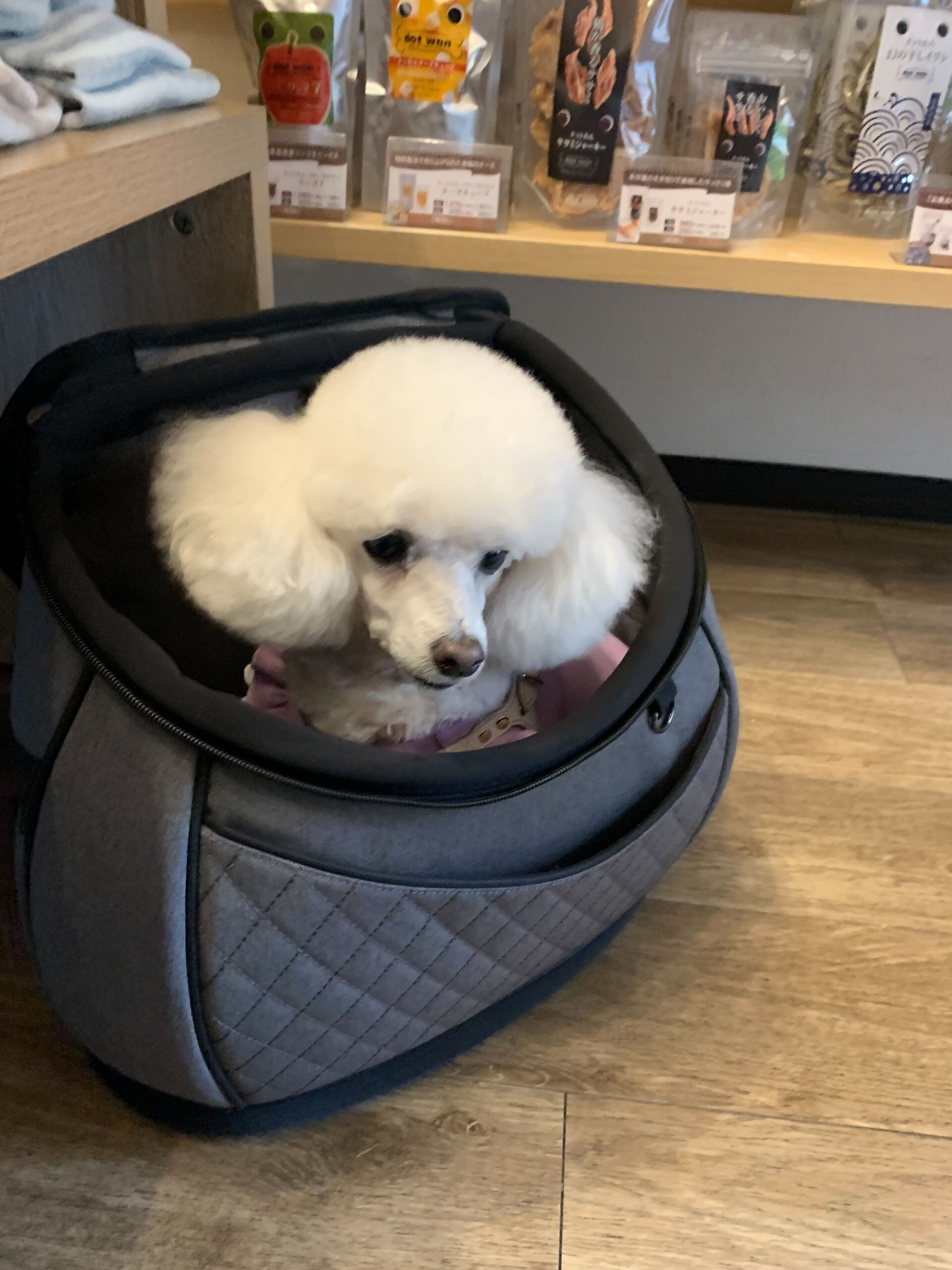 ポンスちゃんご来店ありがとうございます😊
