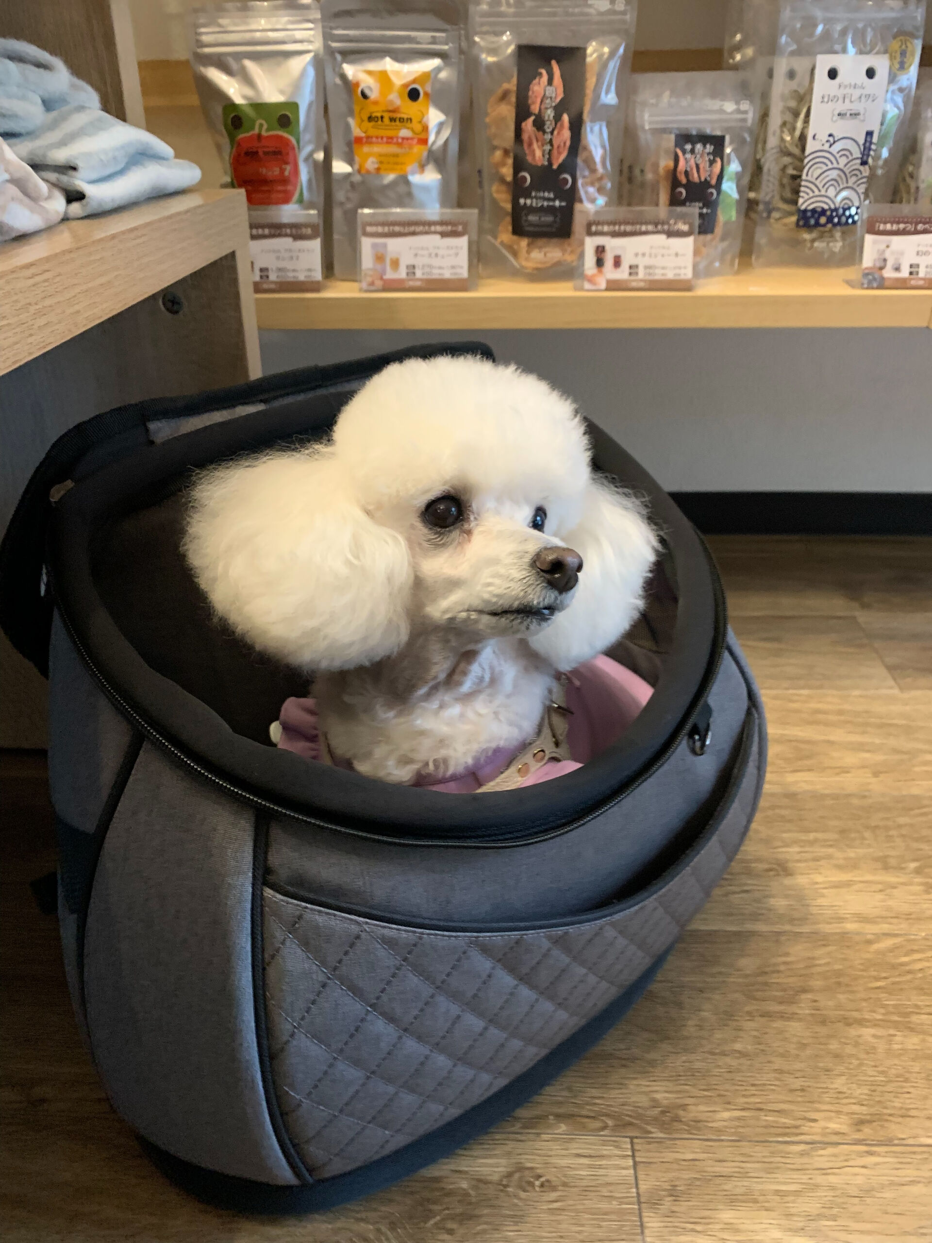 ポンスちゃんご来店ありがとうございます😊